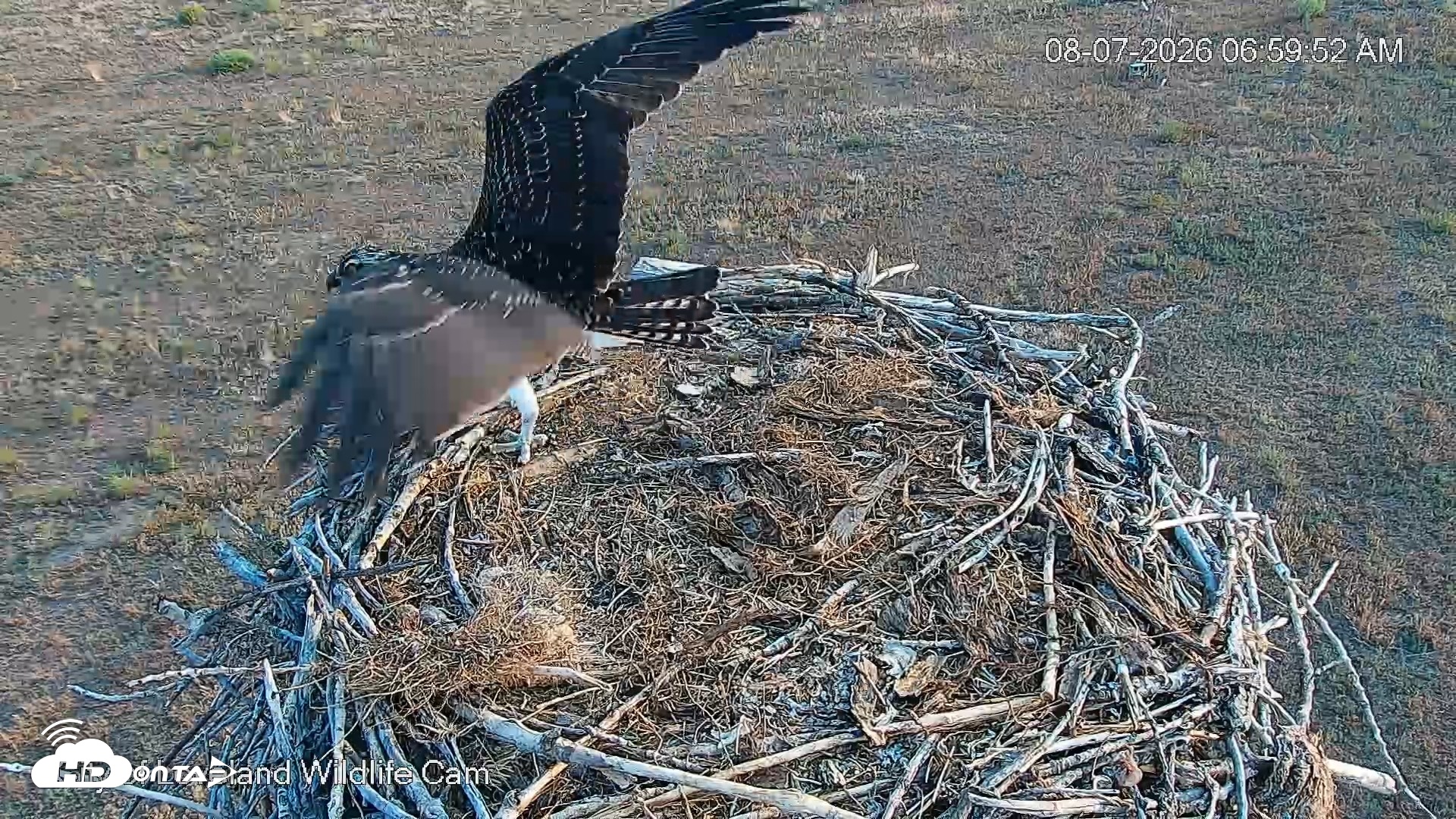 Snapshot of City of Loveland Ospreys Live Cam taken Aug 7, 2026, 7:00am MDT