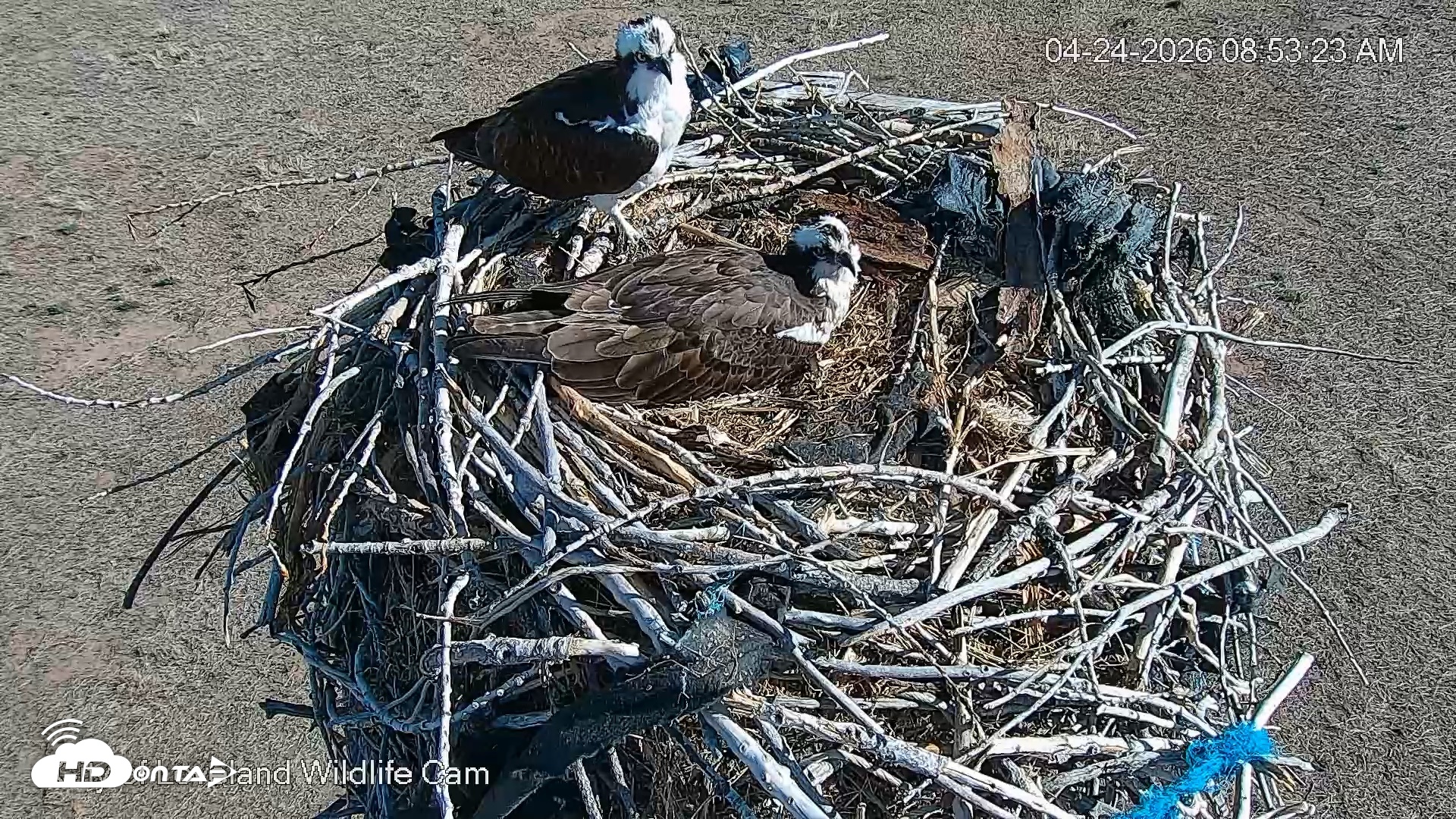 Snapshot of City of Loveland Ospreys Live Cam taken Apr 24, 2026, 8:54am MDT