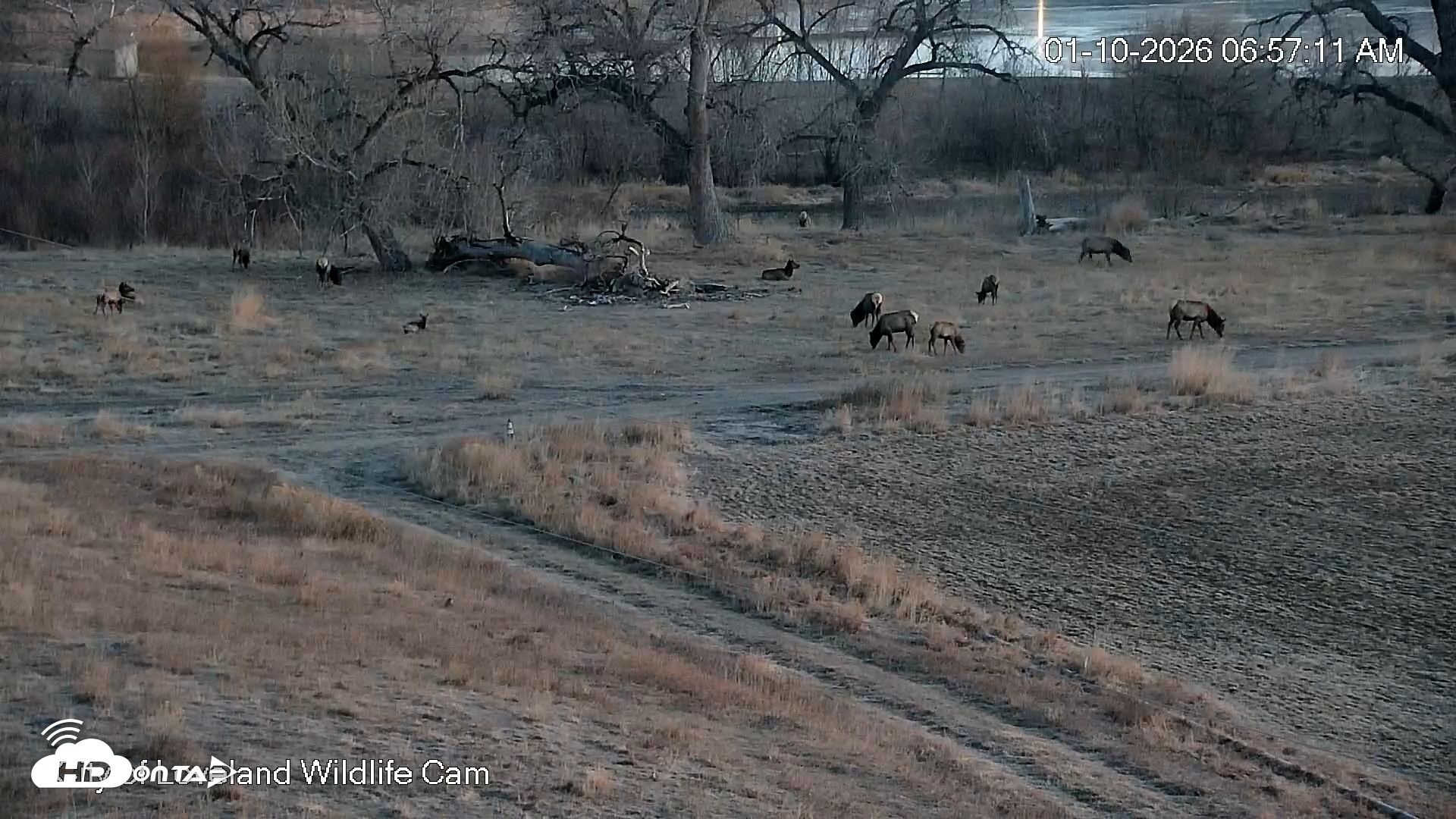 Snapshot of City of Loveland Ospreys Live Cam taken Jan 10, 2026, 6:57am MST