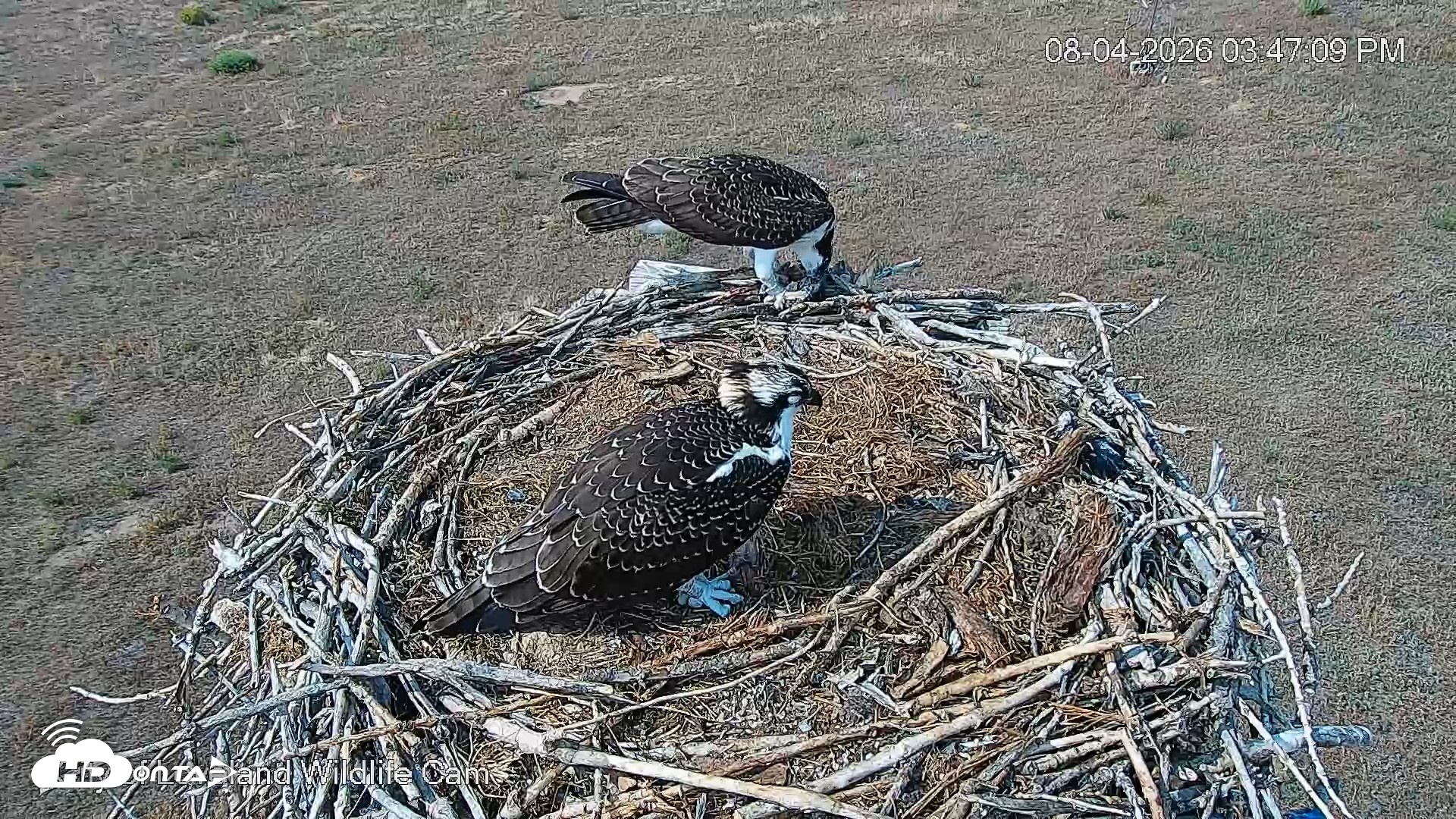 Snapshot of City of Loveland Ospreys Live Cam taken Aug 4, 2026, 3:47pm MDT