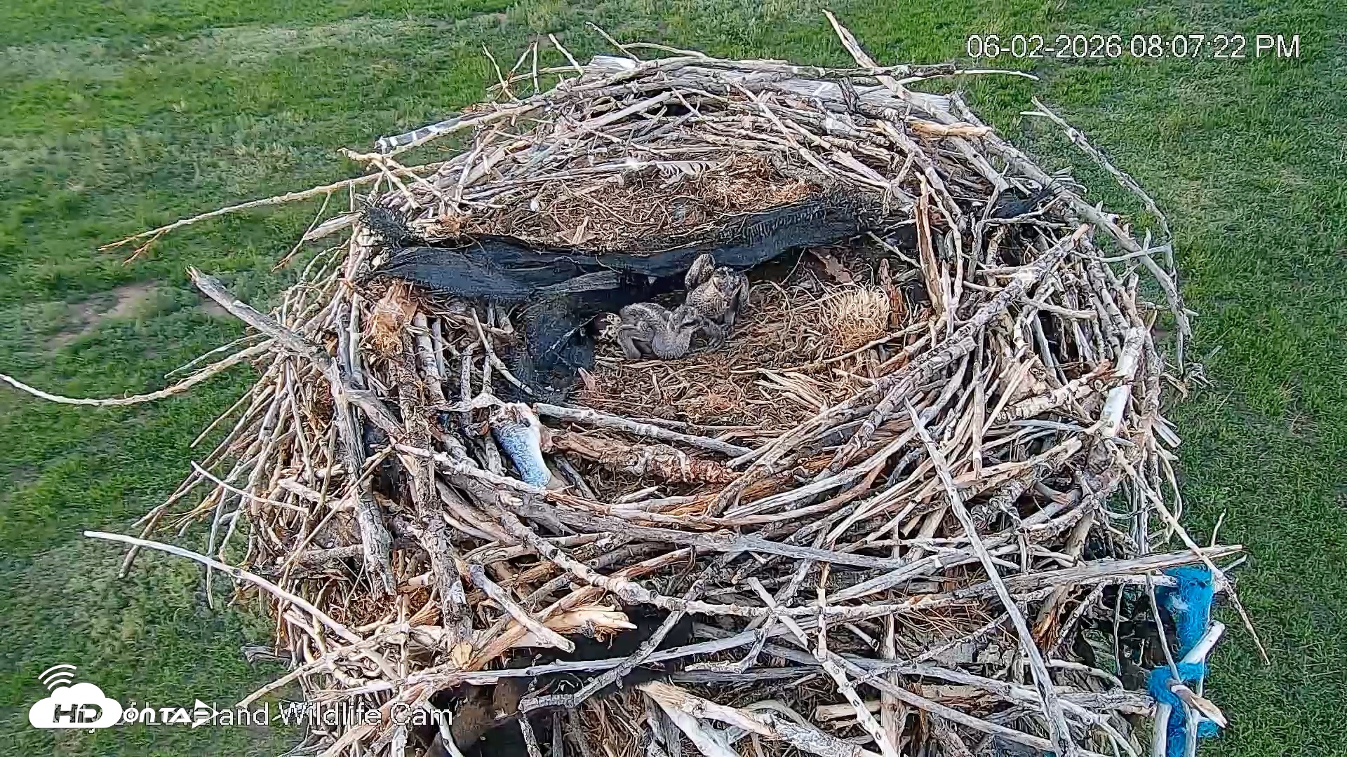 Snapshot of City of Loveland Ospreys Live Cam taken Jun 2, 2026, 8:08pm MDT