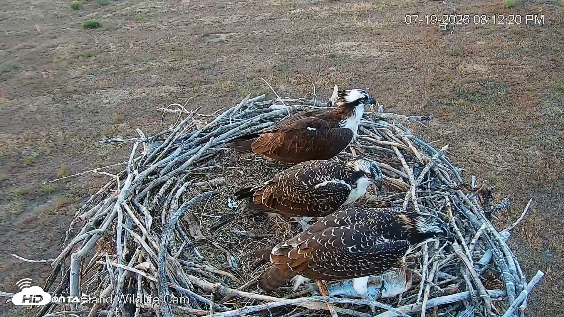 Snapshot of City of Loveland Ospreys Live Cam taken Jul 19, 2026, 8:13pm MDT