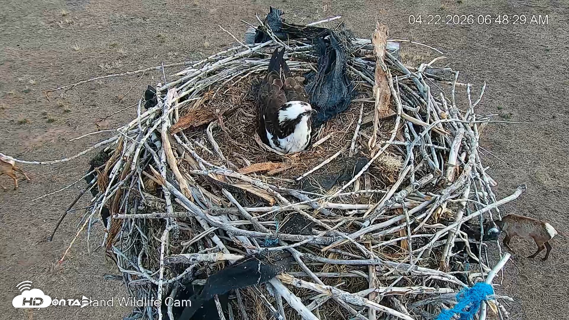 Snapshot of City of Loveland Ospreys Live Cam taken Apr 22, 2026, 6:49am MDT