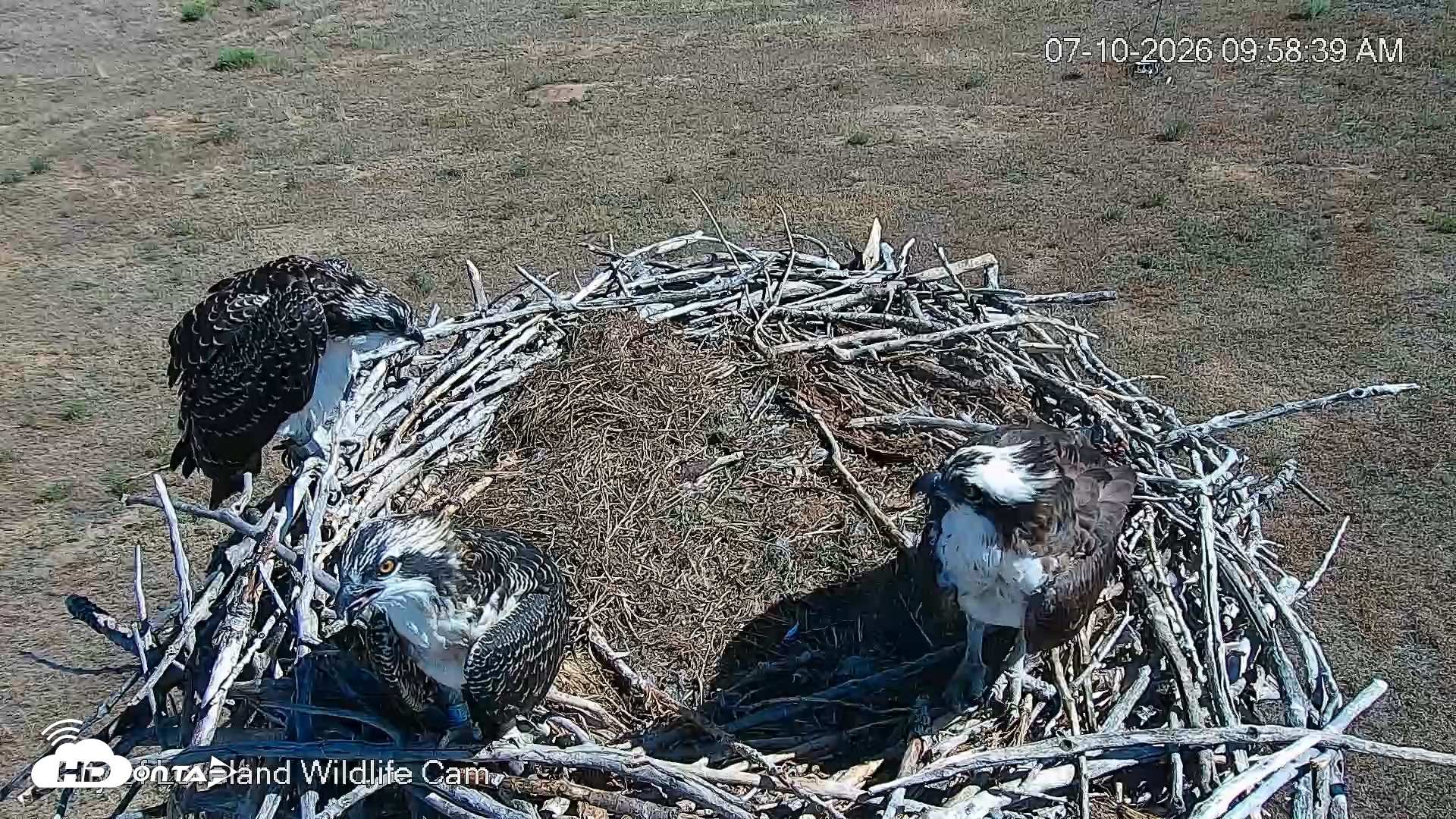 Snapshot of City of Loveland Ospreys Live Cam taken Jul 10, 2026, 9:59am MDT