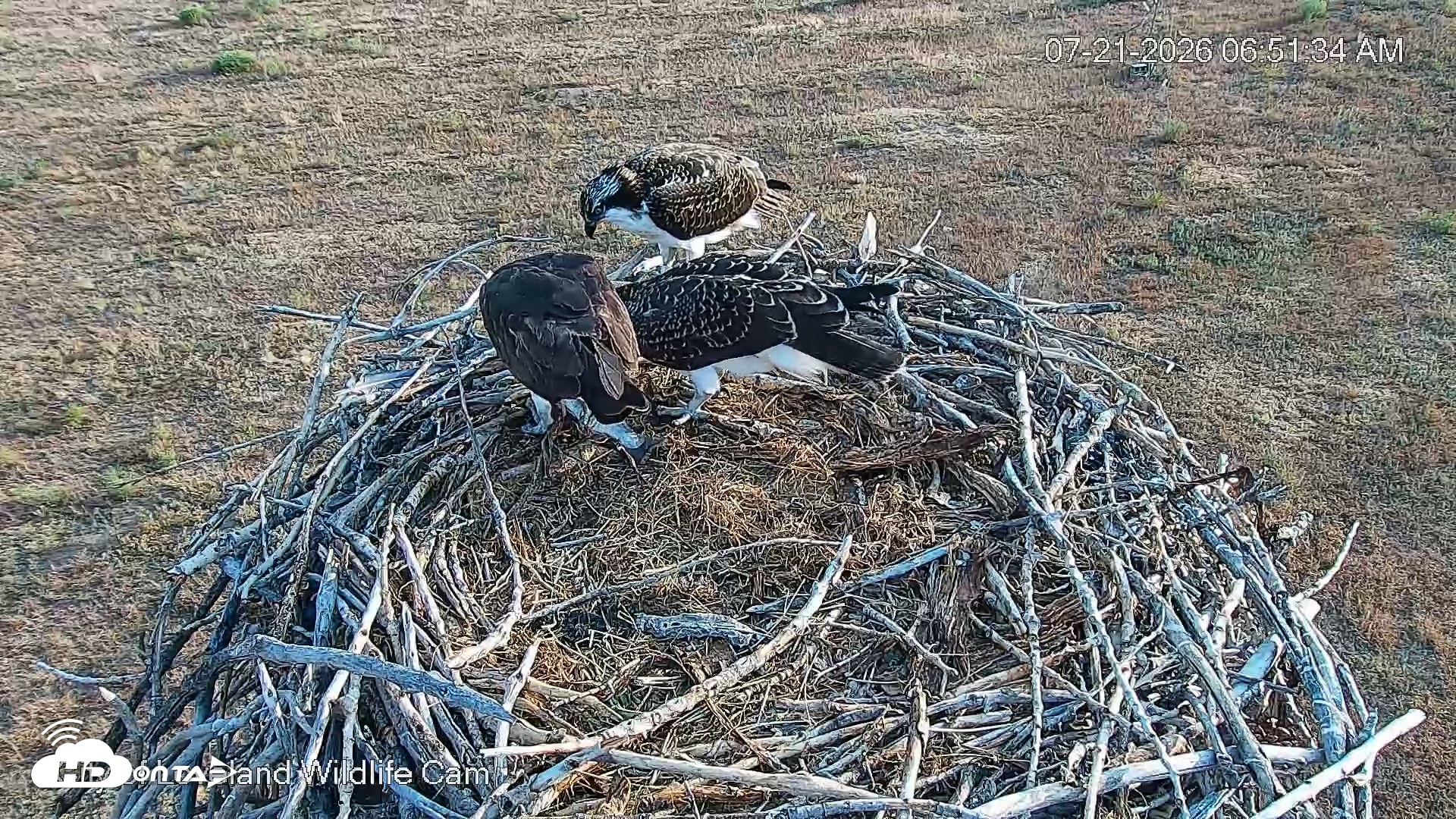 Snapshot of City of Loveland Ospreys Live Cam taken Jul 21, 2026, 6:52am MDT