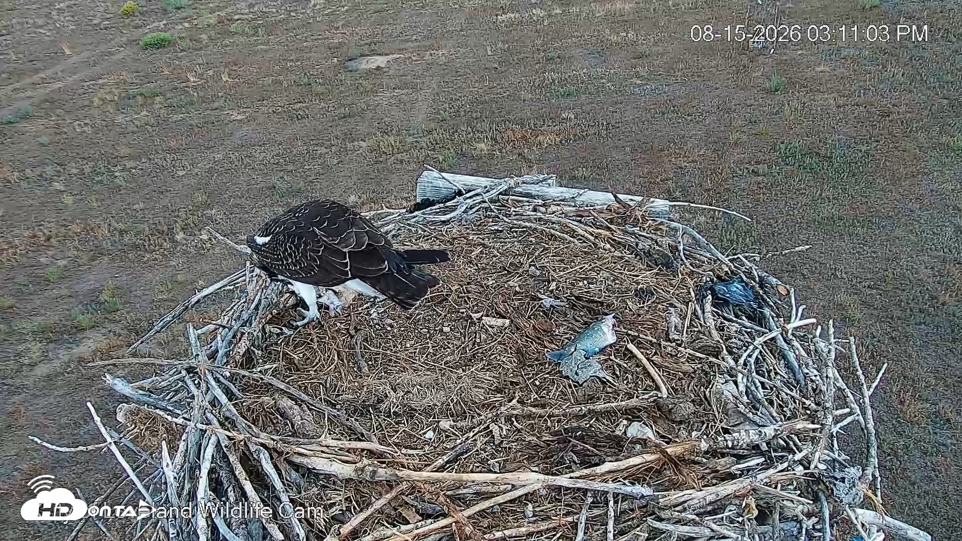 Snapshot of City of Loveland Ospreys Live Cam taken Aug 15, 2026, 3:11pm MDT