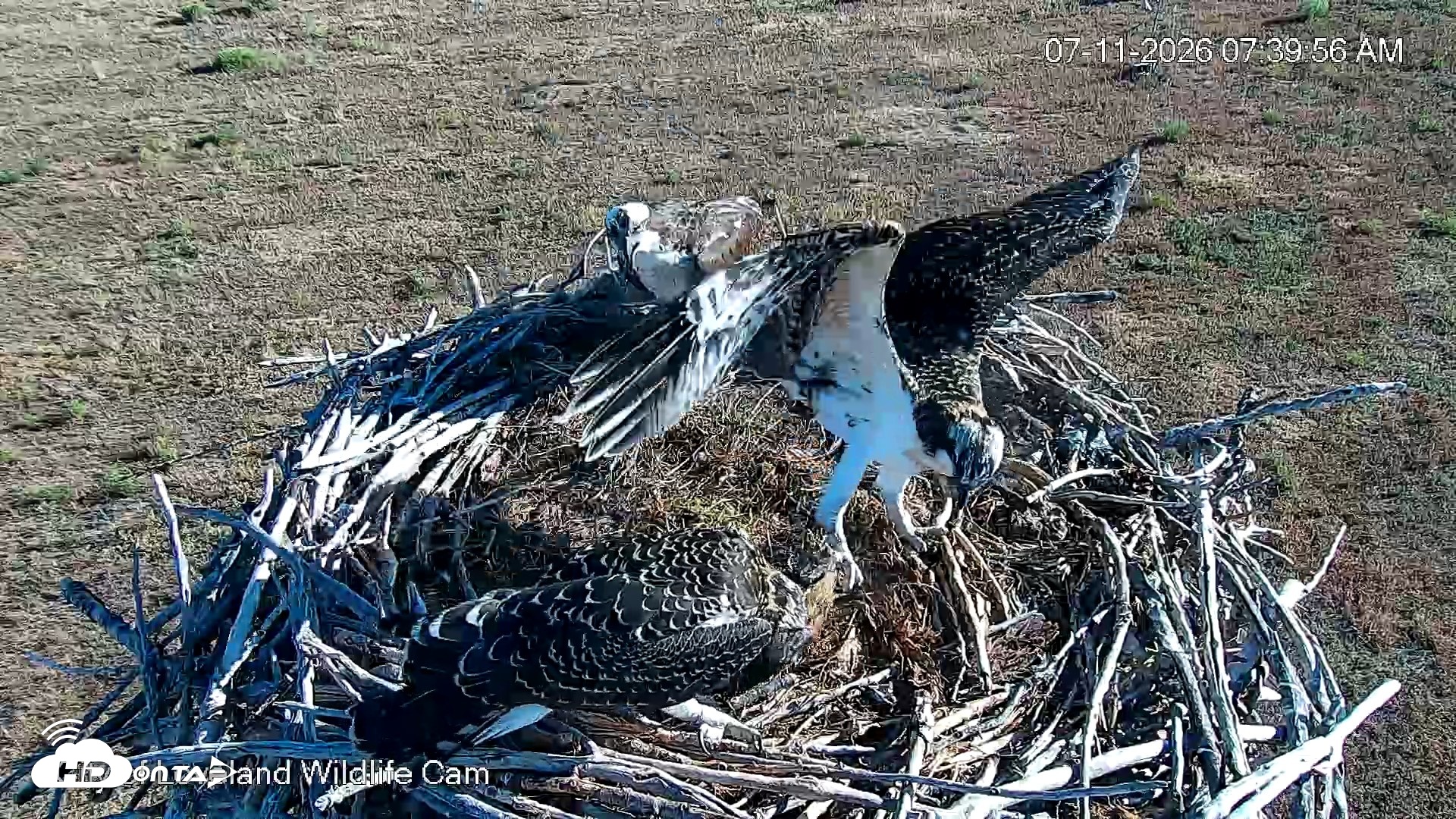 Snapshot of City of Loveland Ospreys Live Cam taken Jul 11, 2026, 7:41am MDT