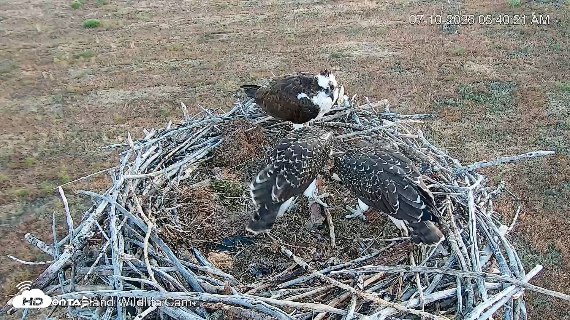 Snapshot of City of Loveland Ospreys Live Cam taken Jul 10, 2026, 5:41am MDT