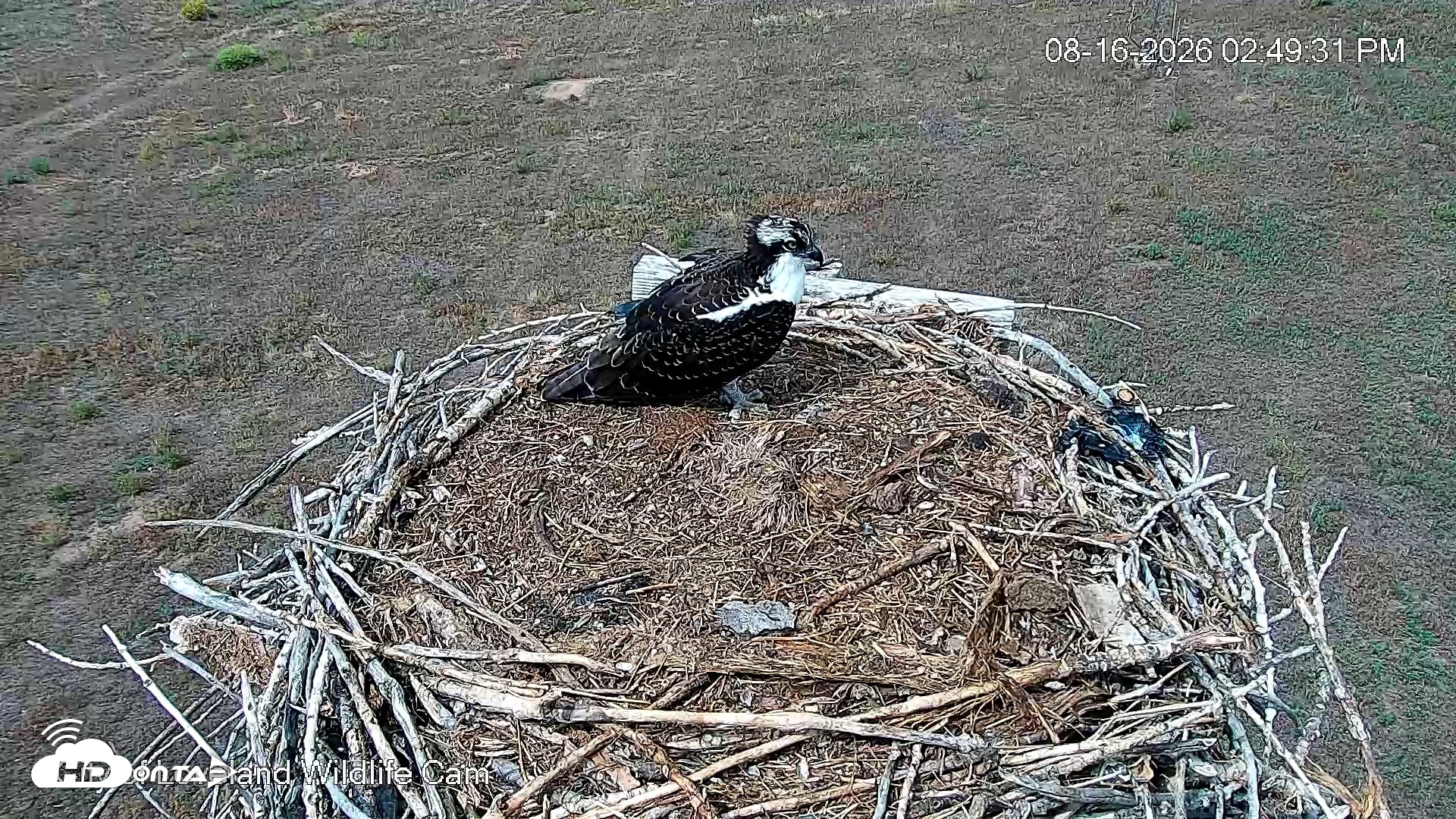 Snapshot of City of Loveland Ospreys Live Cam taken Aug 16, 2026, 2:52pm MDT