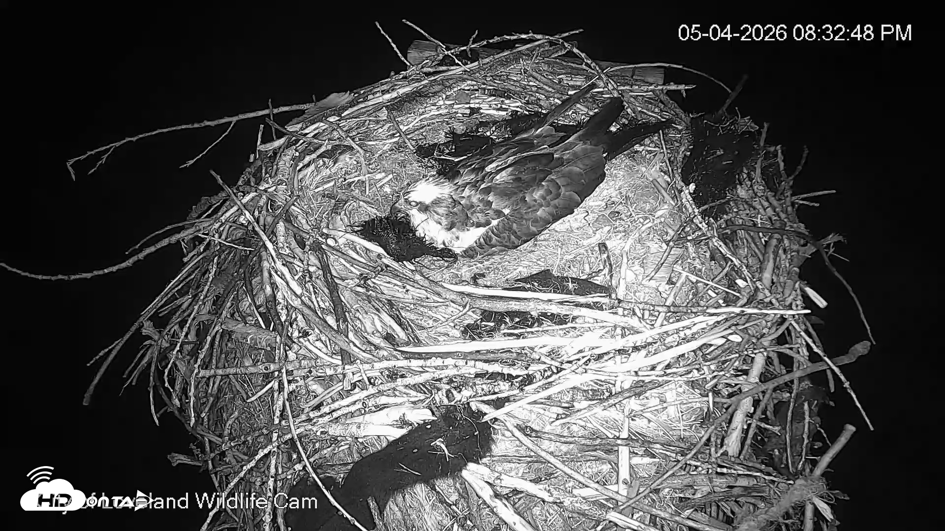 Snapshot of City of Loveland Ospreys Live Cam taken May 4, 2026, 8:33pm MDT