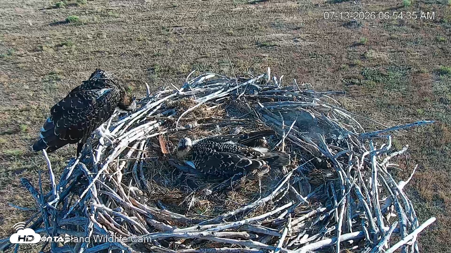 Snapshot of City of Loveland Ospreys Live Cam taken Jul 13, 2026, 6:55am MDT