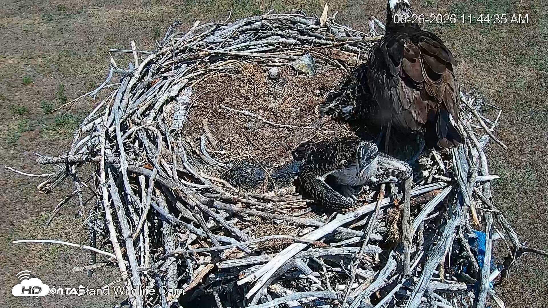 Snapshot of City of Loveland Ospreys Live Cam taken Jun 26, 2026, 11:45am MDT