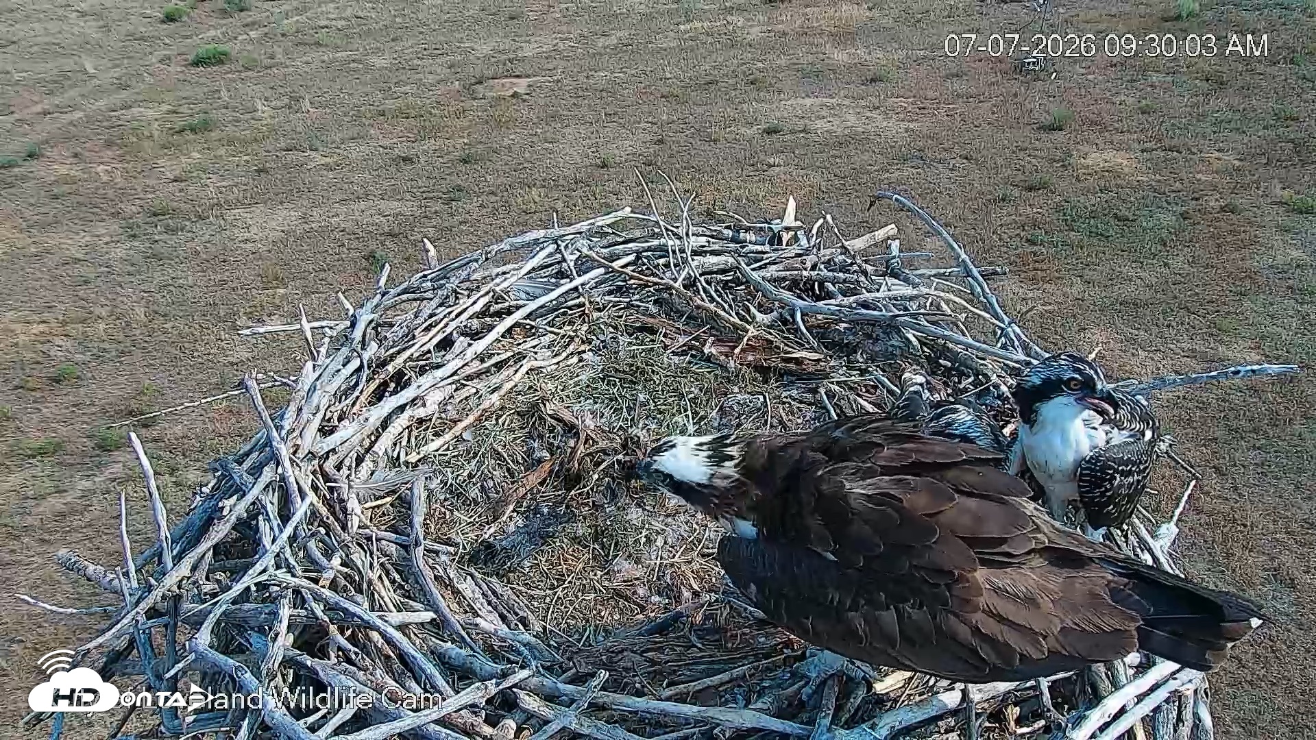 Snapshot of City of Loveland Ospreys Live Cam taken Jul 7, 2026, 9:30am MDT