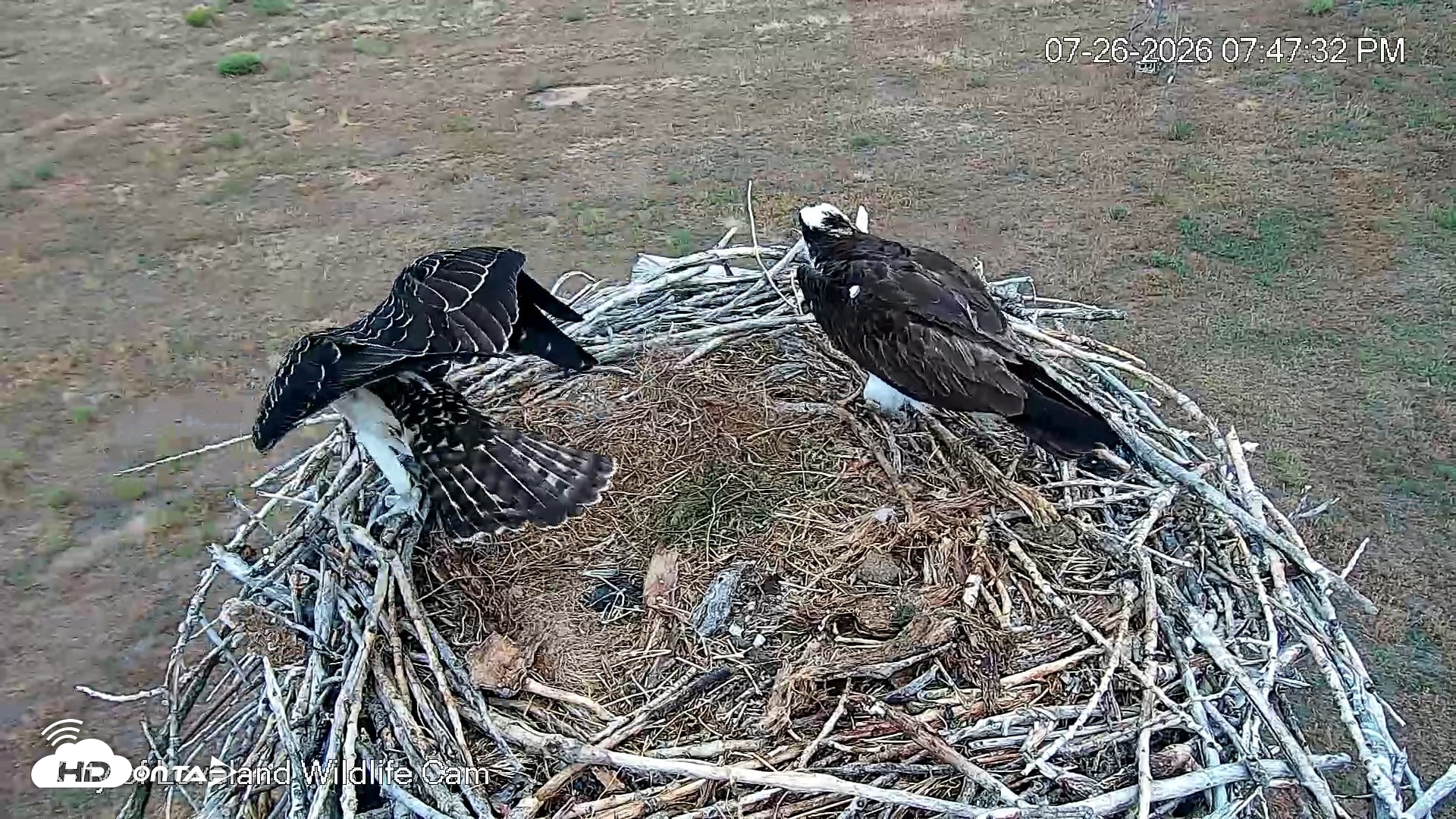 Snapshot of City of Loveland Ospreys Live Cam taken Jul 26, 2026, 7:51pm MDT