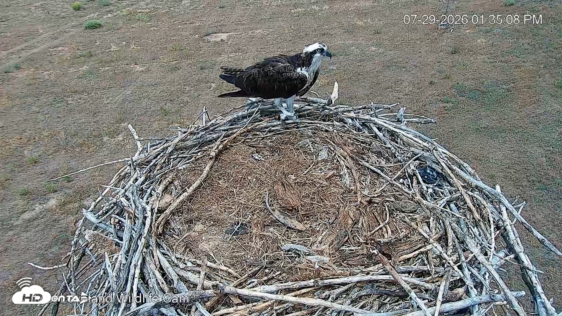 Snapshot of City of Loveland Ospreys Live Cam taken Jul 29, 2026, 1:36pm MDT