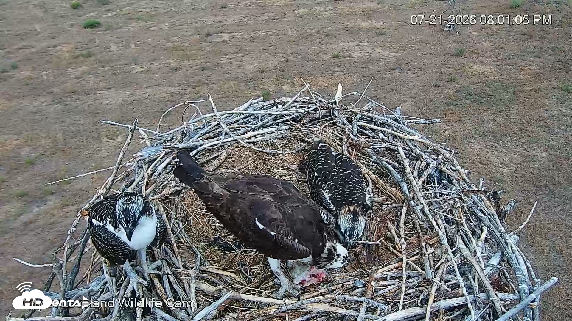 Snapshot of City of Loveland Ospreys Live Cam taken Jul 21, 2026, 8:01pm MDT