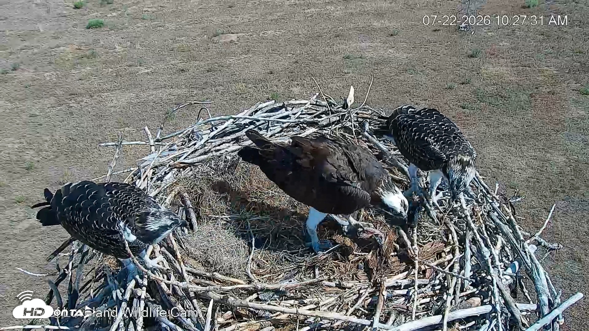 Snapshot of City of Loveland Ospreys Live Cam taken Jul 22, 2026, 10:28am MDT
