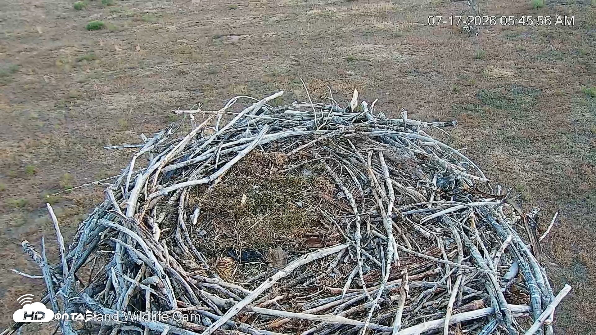 Snapshot of City of Loveland Ospreys Live Cam taken Jul 17, 2026, 5:47am MDT