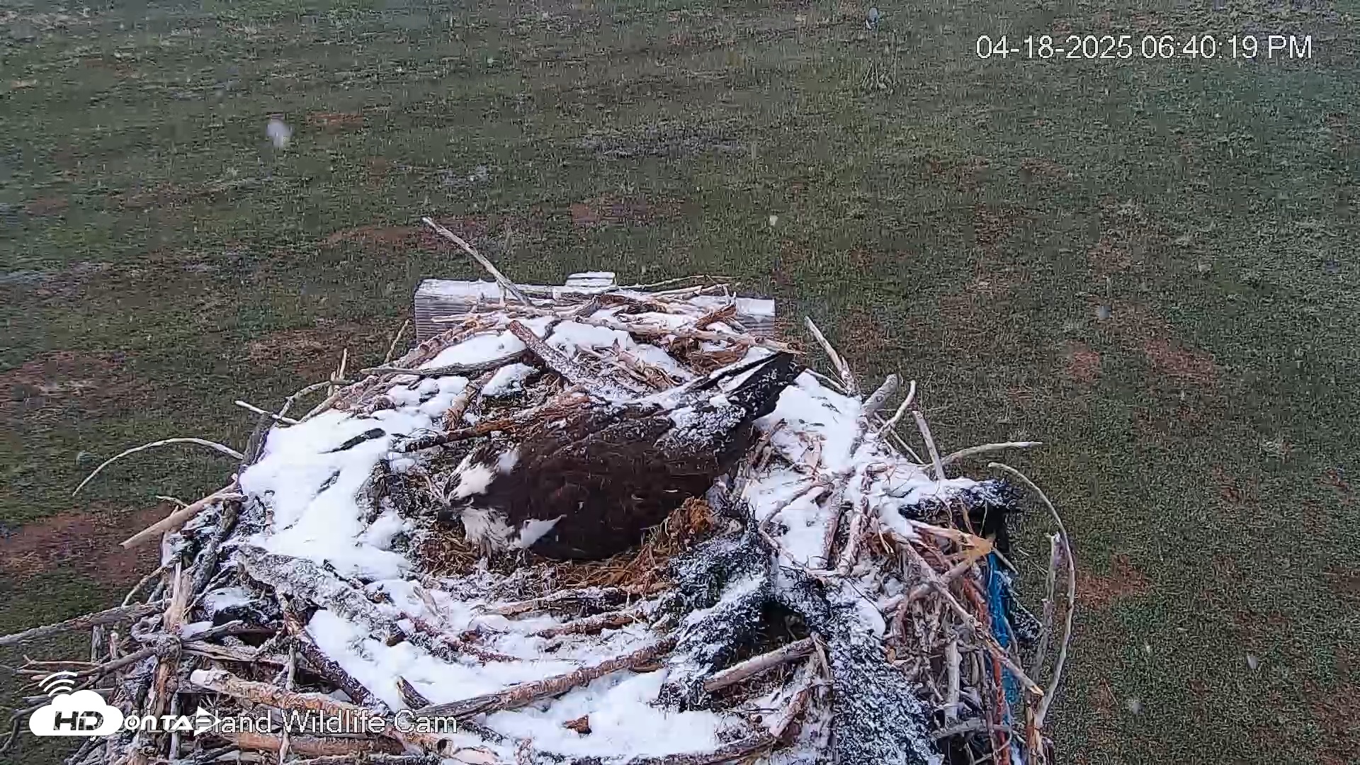 Snapshot of City of Loveland Ospreys Live Cam taken Apr 18, 2025, 6:41pm MDT