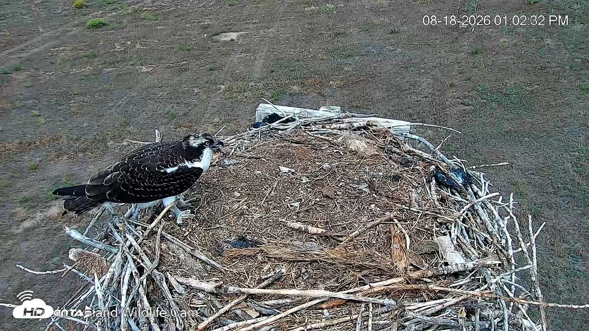 Snapshot of City of Loveland Ospreys Live Cam taken Aug 18, 2026, 1:04pm MDT