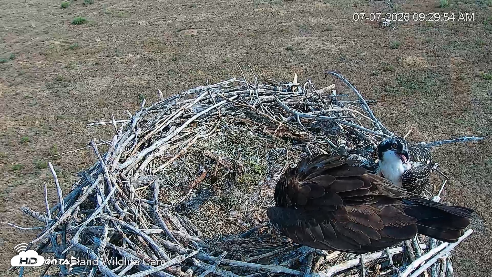 Snapshot of City of Loveland Ospreys Live Cam taken Jul 7, 2026, 9:30am MDT