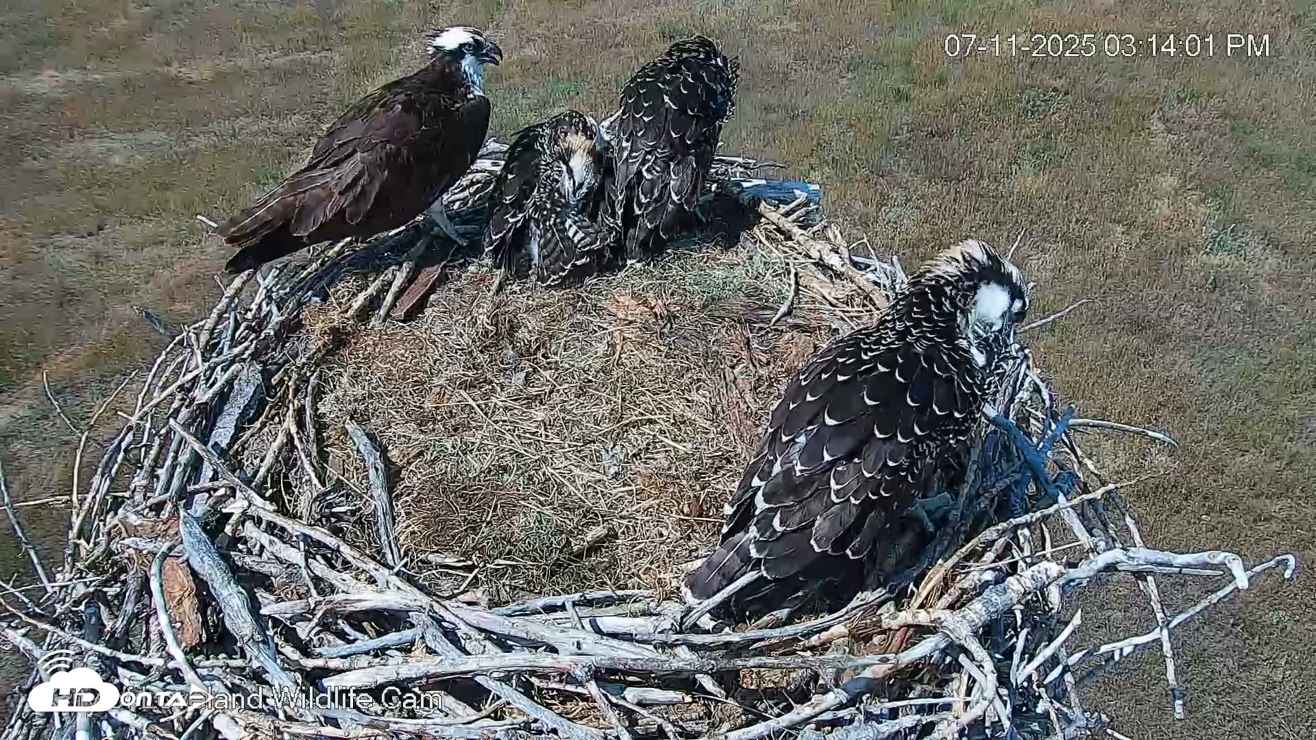 Snapshot of City of Loveland Ospreys Live Cam taken Jul 11, 2025, 3:14pm MDT