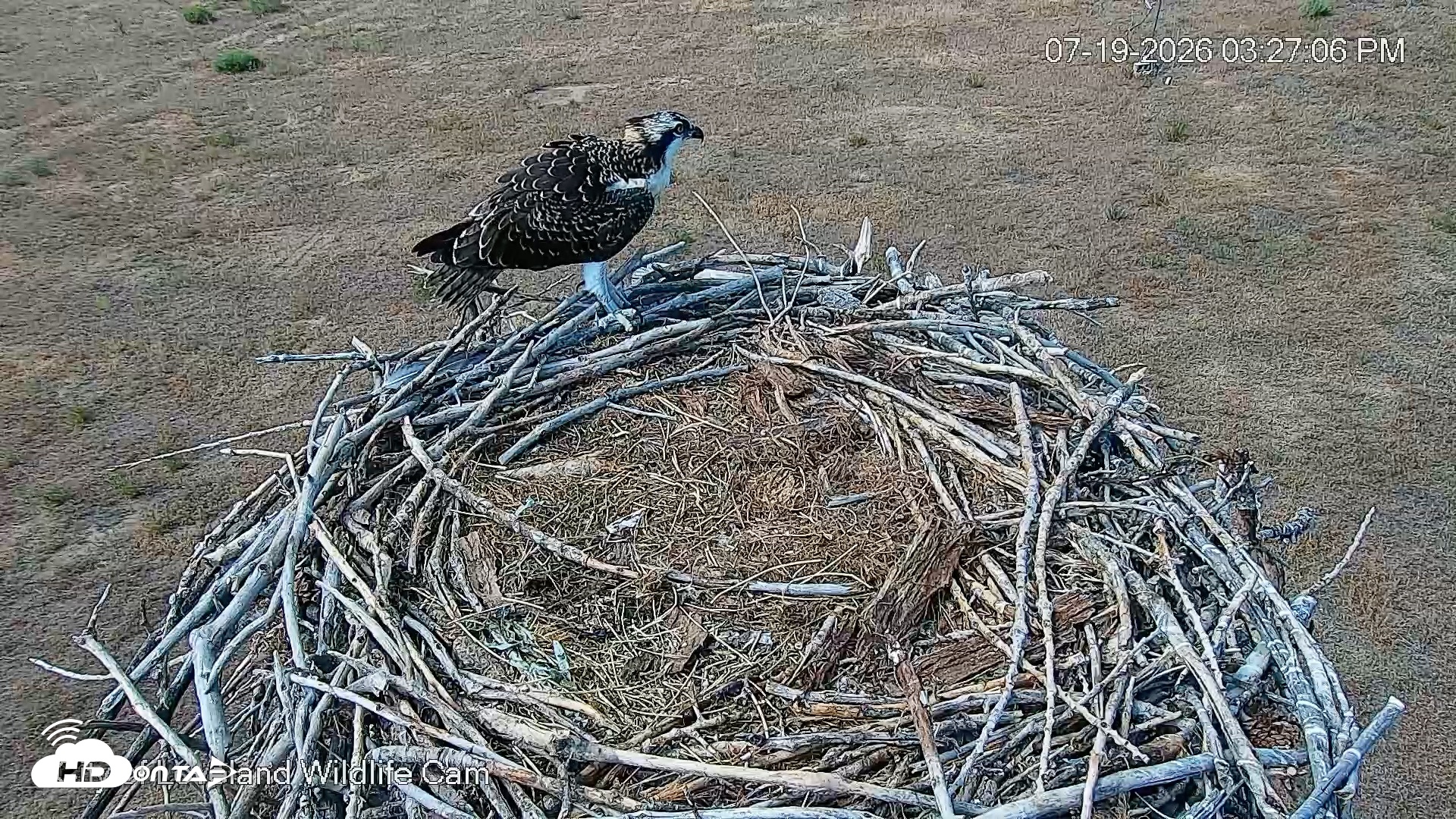 Snapshot of City of Loveland Ospreys Live Cam taken Jul 19, 2026, 3:27pm MDT