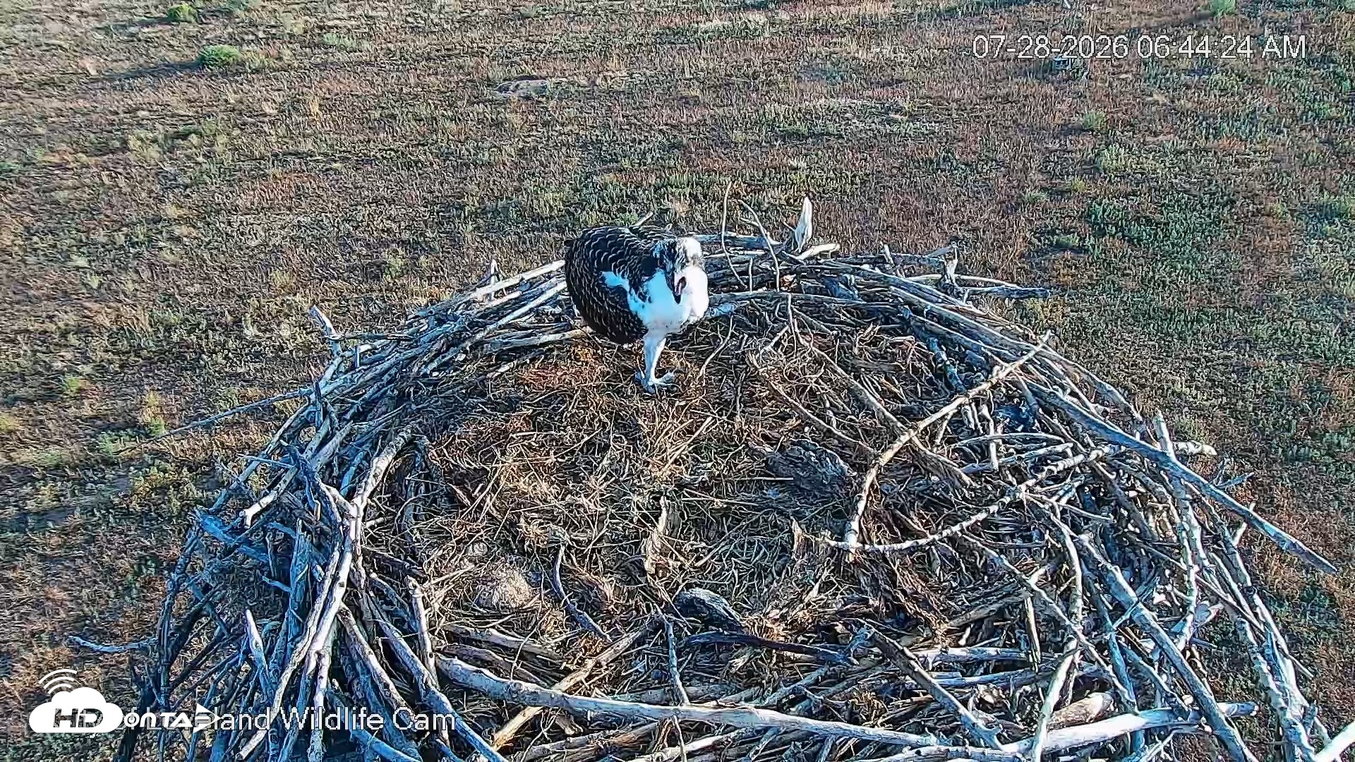 Snapshot of City of Loveland Ospreys Live Cam taken Jul 28, 2026, 6:45am MDT