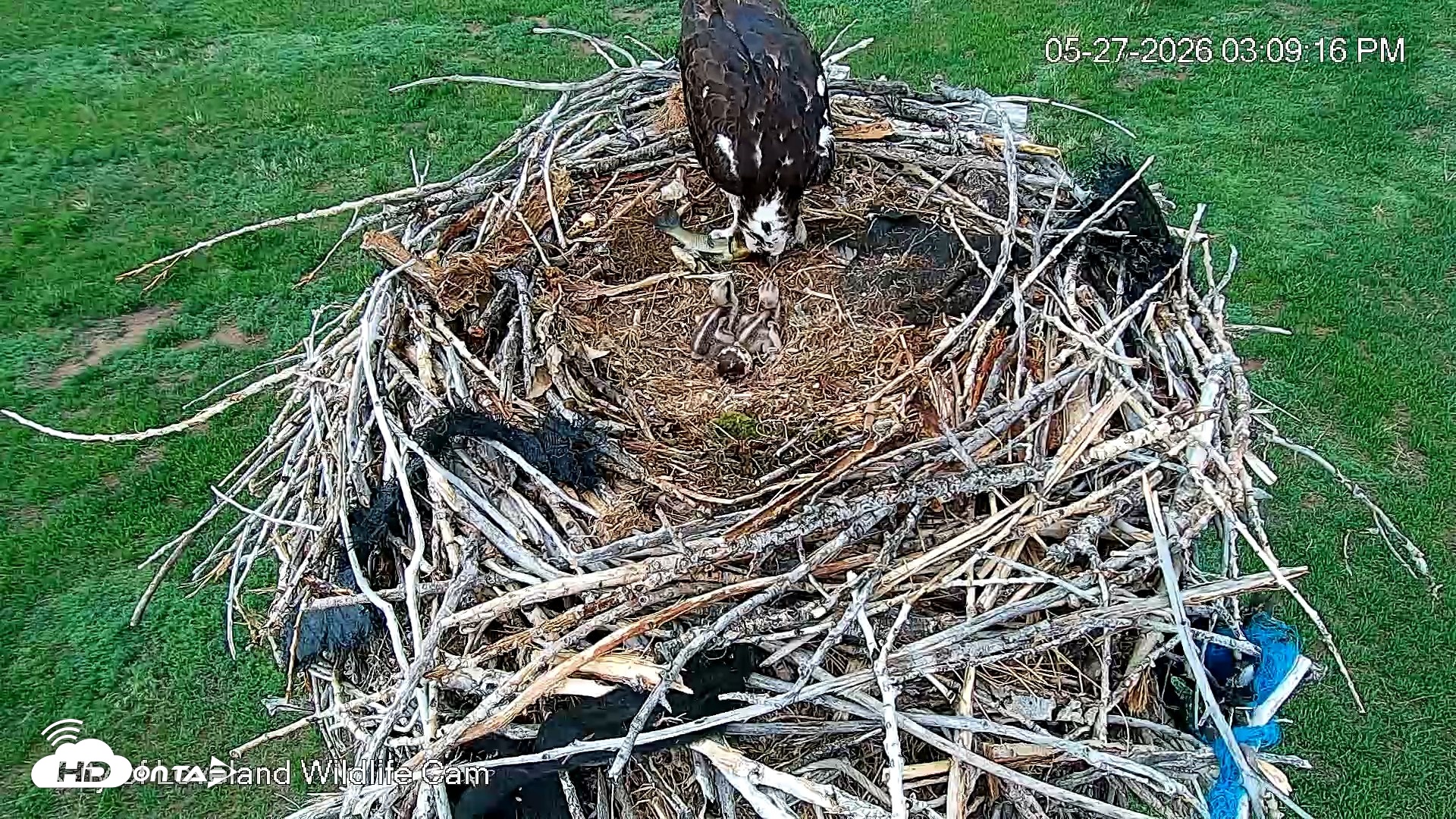 Snapshot of City of Loveland Ospreys Live Cam taken May 27, 2026, 3:12pm MDT