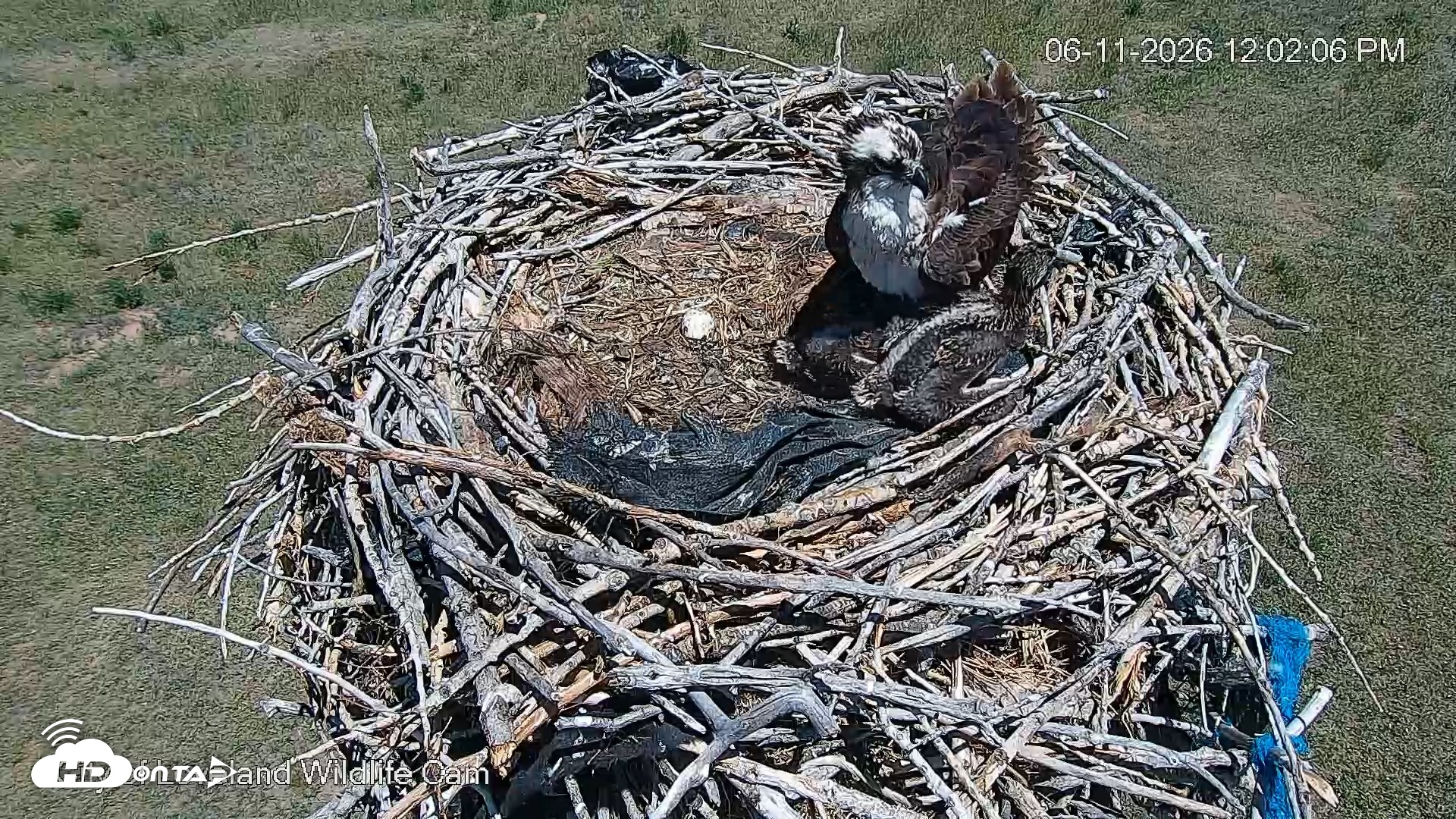 Snapshot of City of Loveland Ospreys Live Cam taken Jun 11, 2026, 12:02pm MDT