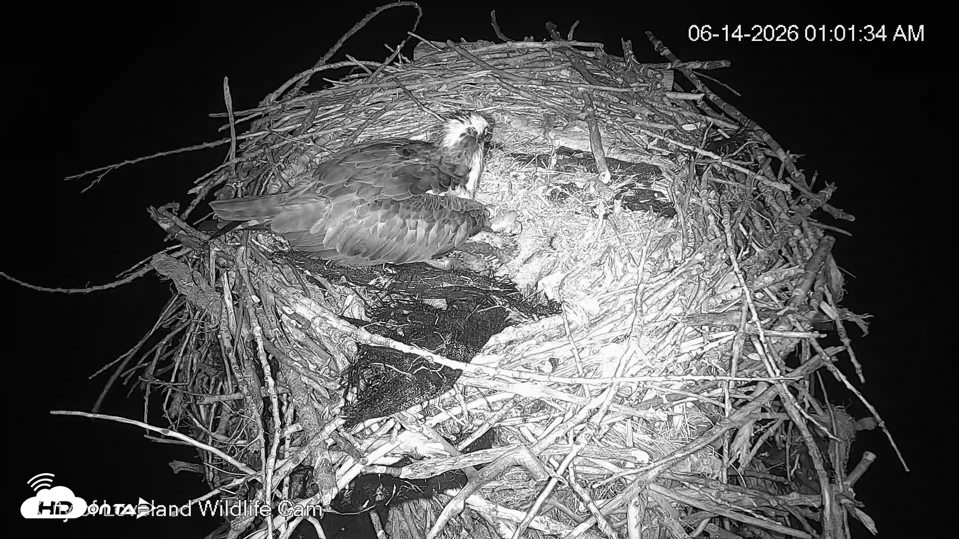 Snapshot of City of Loveland Ospreys Live Cam taken Jun 14, 2026, 1:02am MDT