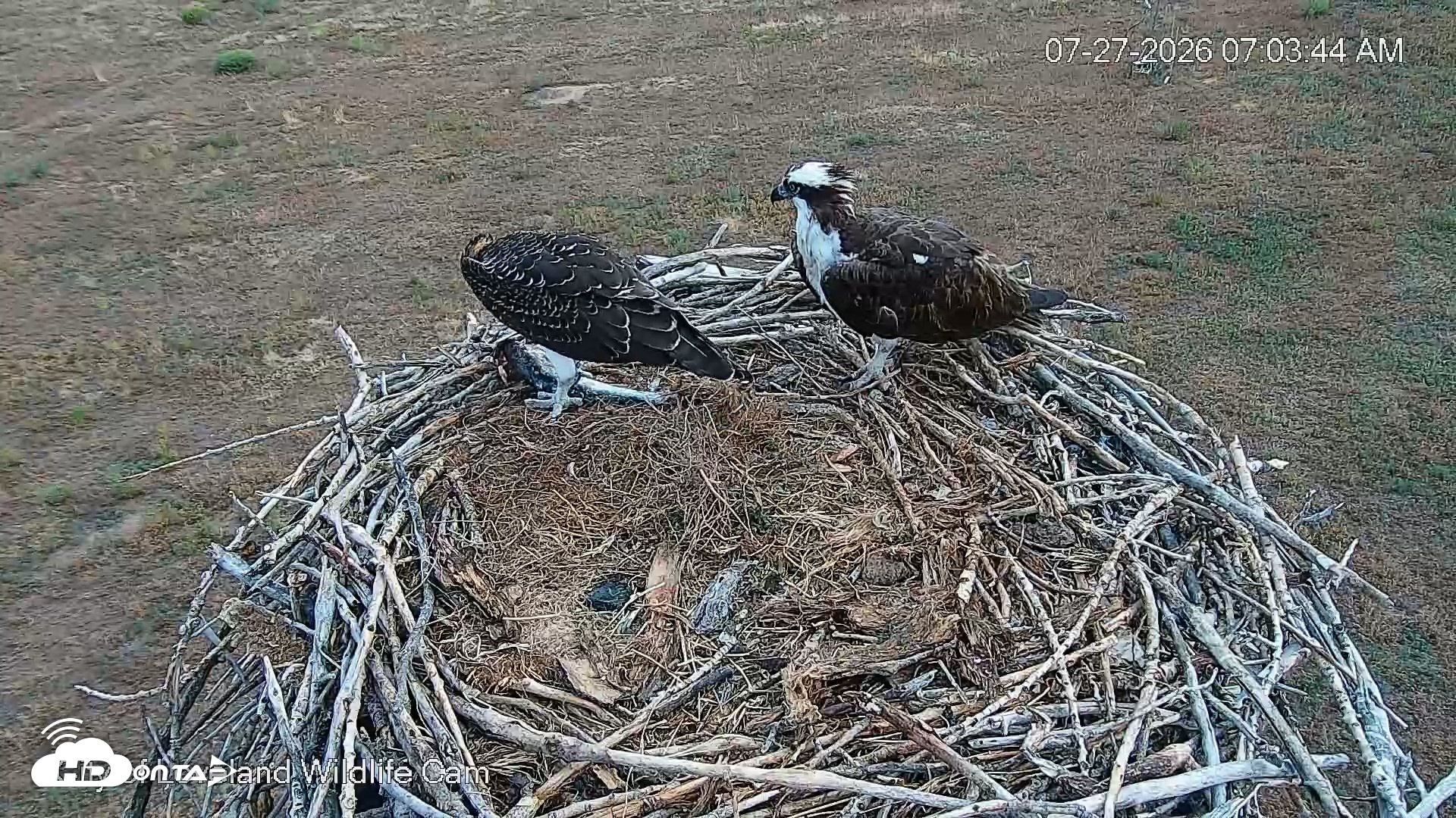 Snapshot of City of Loveland Ospreys Live Cam taken Jul 27, 2026, 7:04am MDT