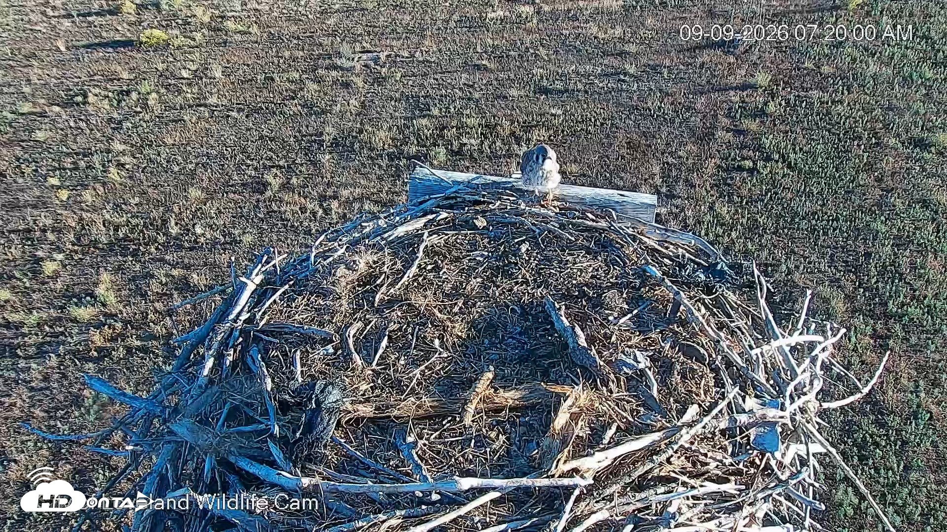 Snapshot of City of Loveland Ospreys Live Cam taken Sep 9, 2026, 7:20am MDT