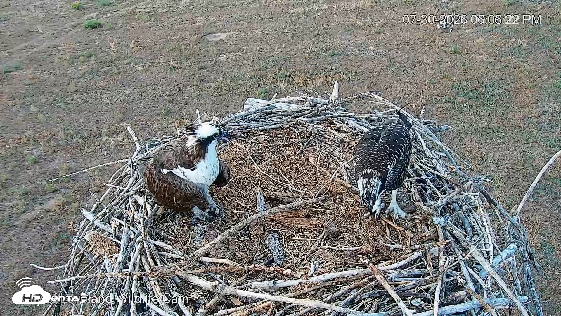 Snapshot of City of Loveland Ospreys Live Cam taken Jul 30, 2026, 6:07pm MDT