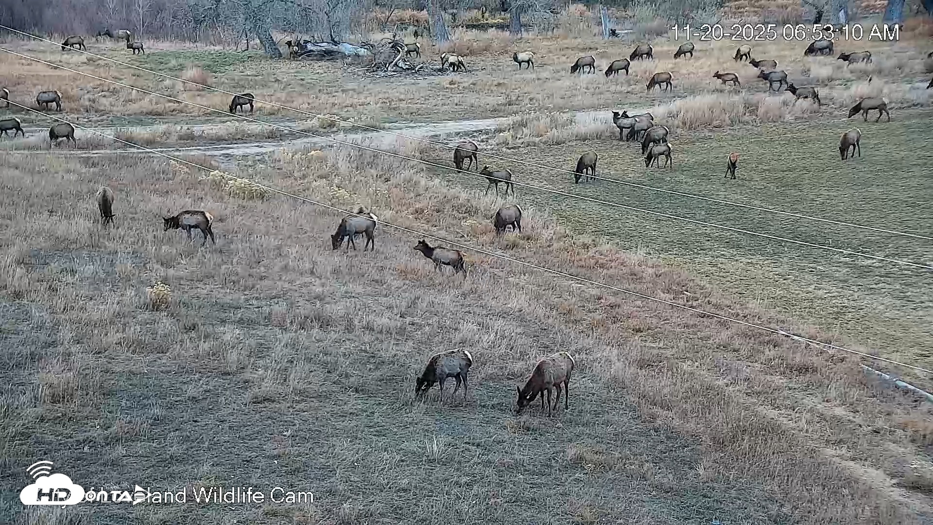 Snapshot of City of Loveland Ospreys Live Cam taken Nov 20, 2025, 6:53am MST