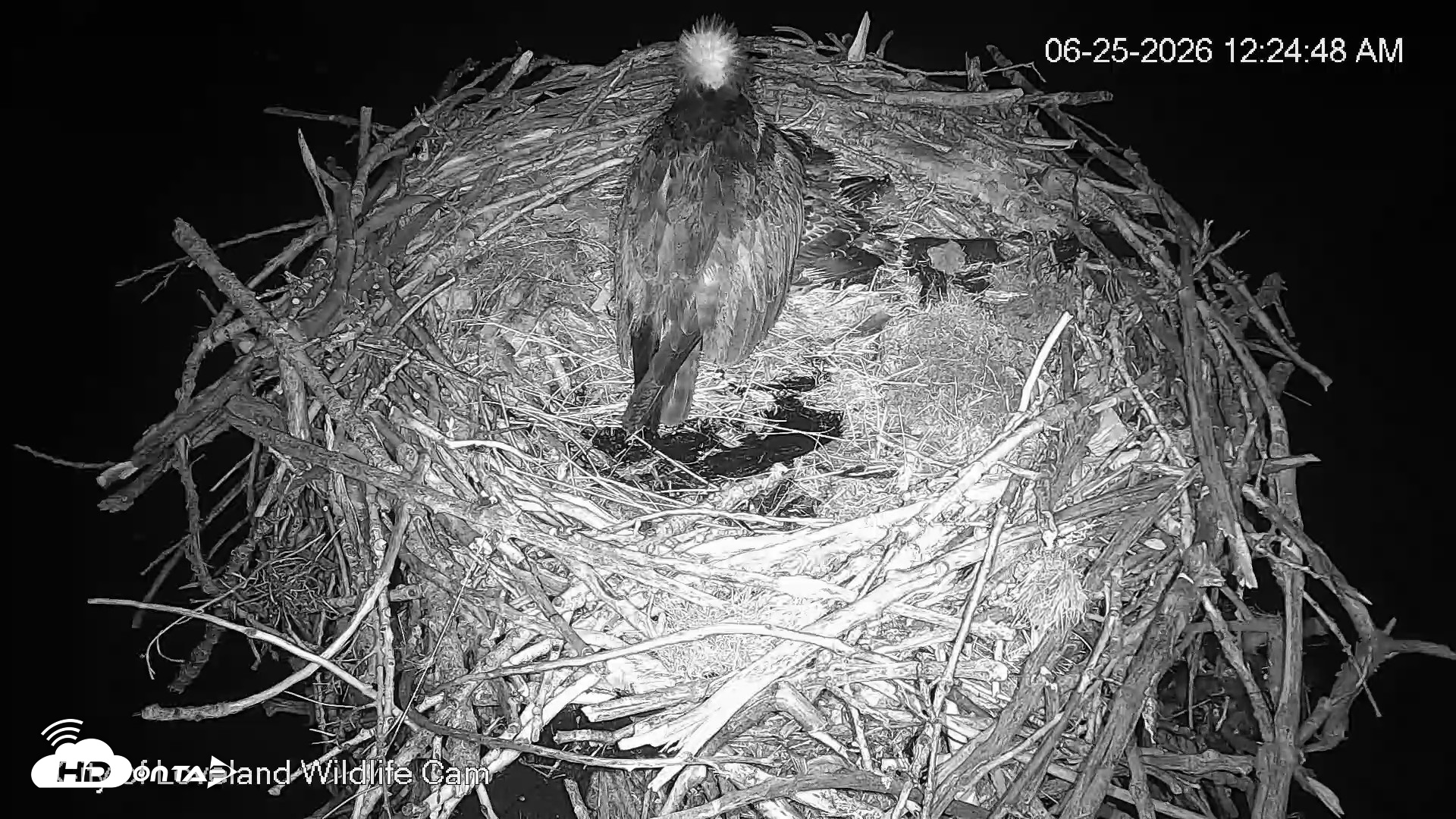 Snapshot of City of Loveland Ospreys Live Cam taken Jun 25, 2026, 12:25am MDT
