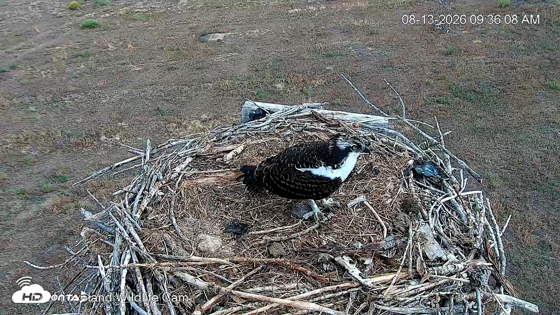 Snapshot of City of Loveland Ospreys Live Cam taken Aug 13, 2026, 9:39am MDT