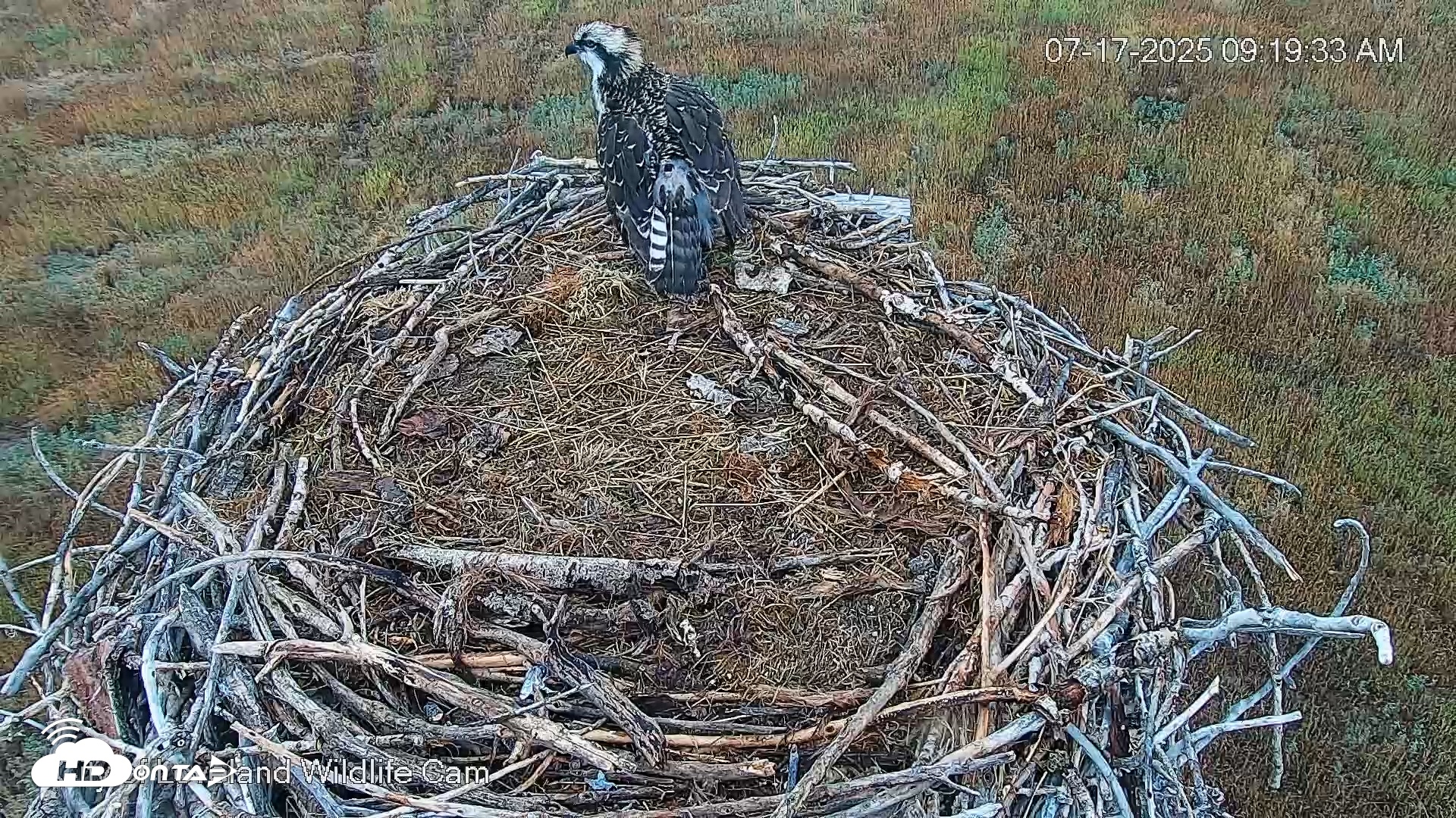 Snapshot of City of Loveland Ospreys Live Cam taken Jul 17, 2025, 9:20am MDT