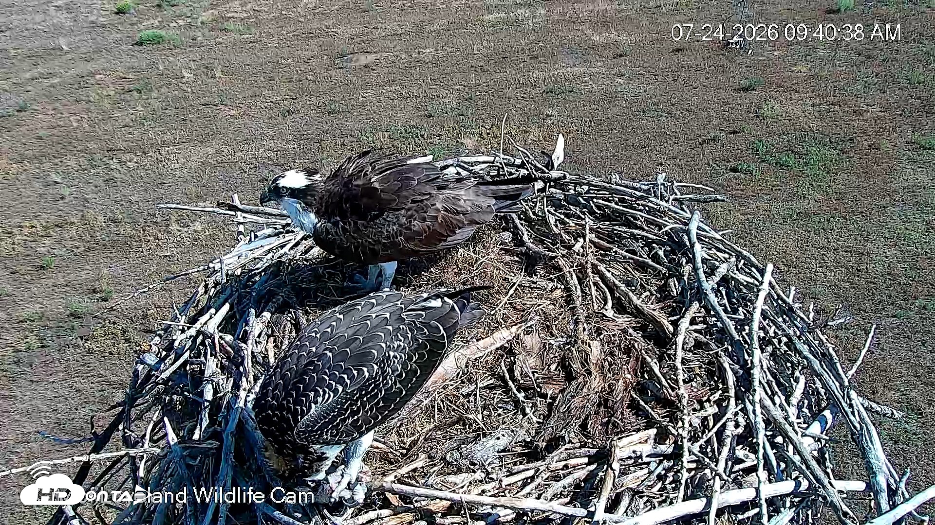 Snapshot of City of Loveland Ospreys Live Cam taken Jul 24, 2026, 9:42am MDT