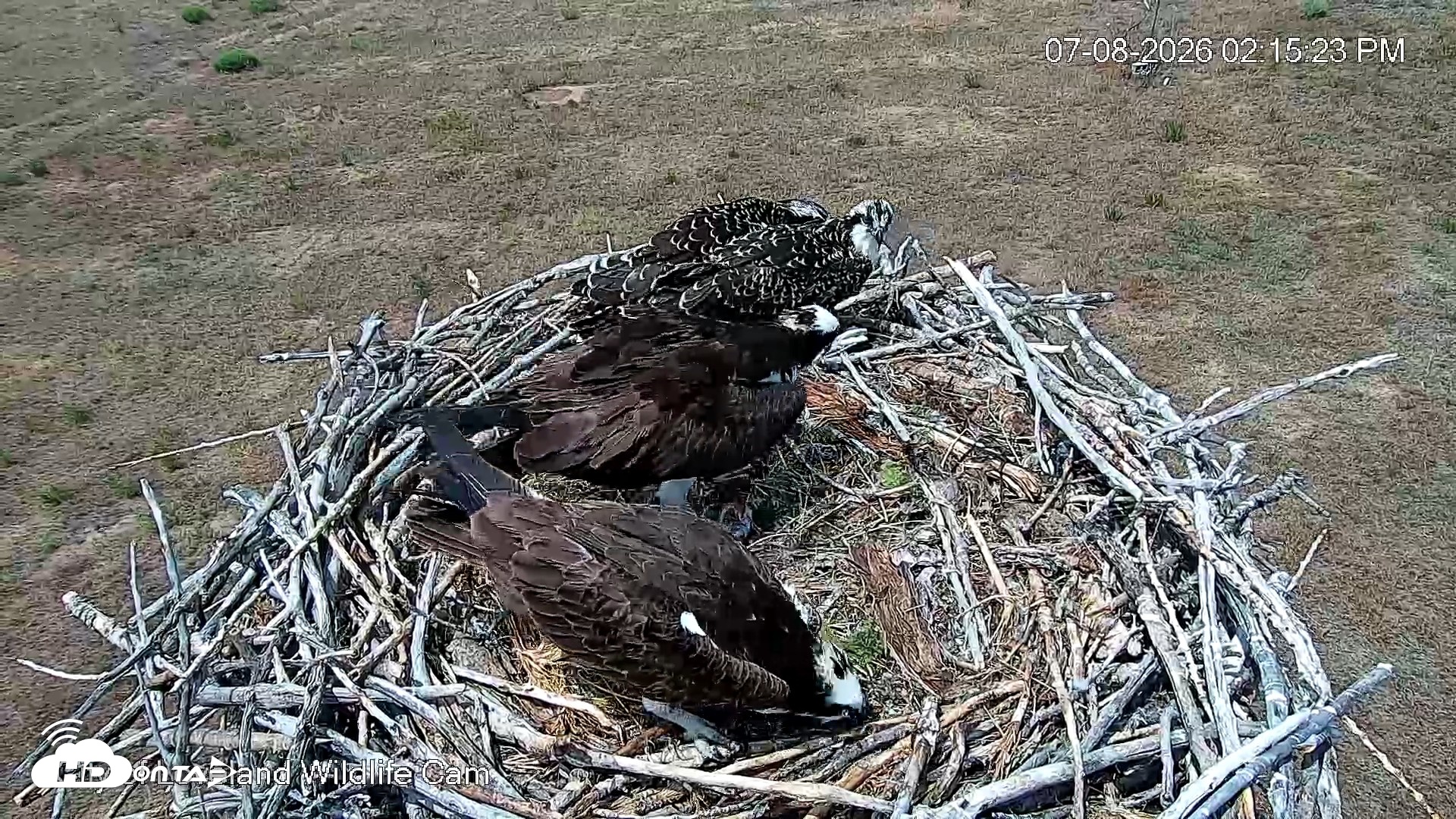 Snapshot of City of Loveland Ospreys Live Cam taken Jul 8, 2026, 2:16pm MDT