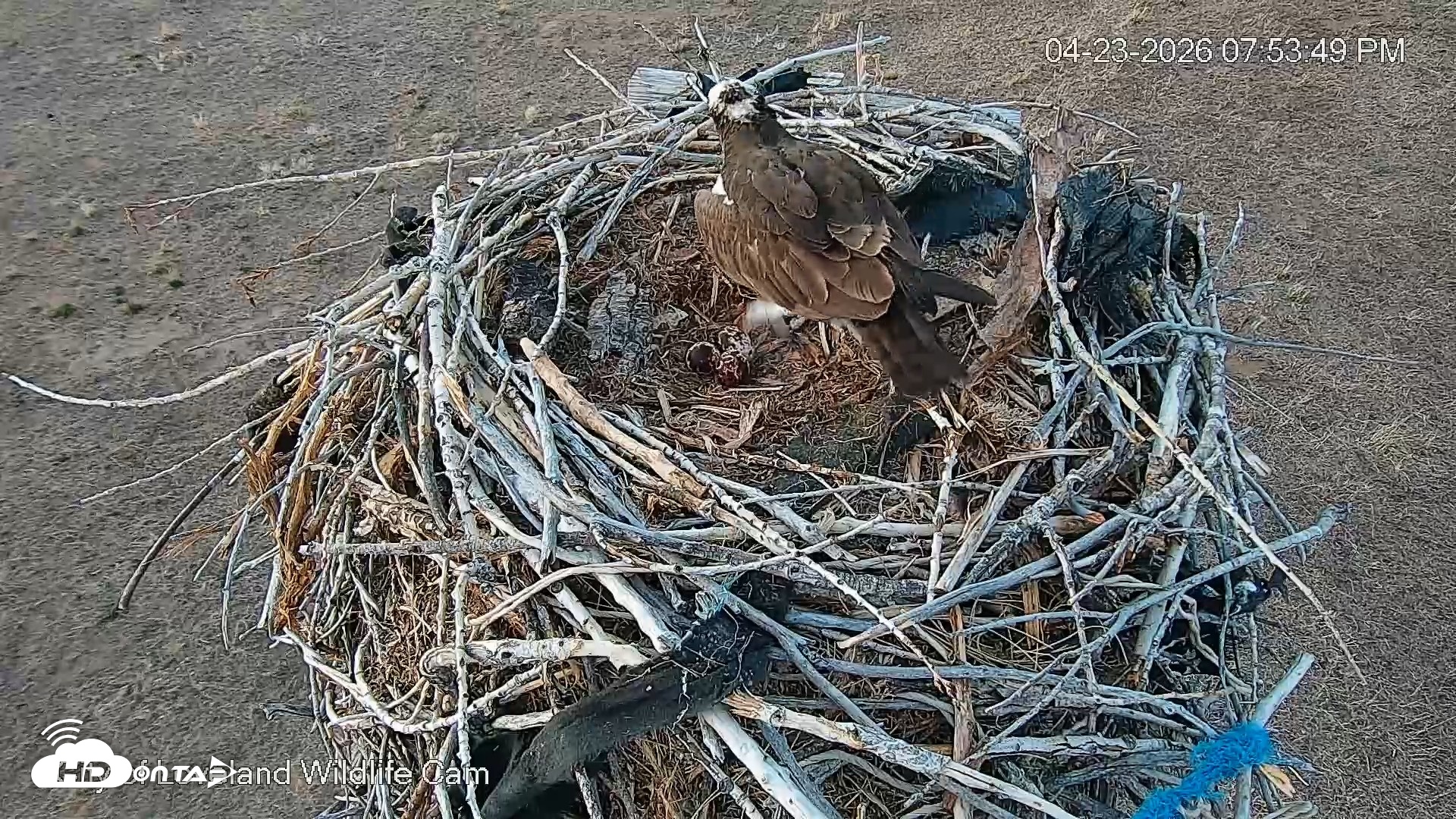 Snapshot of City of Loveland Ospreys Live Cam taken Apr 23, 2026, 7:54pm MDT