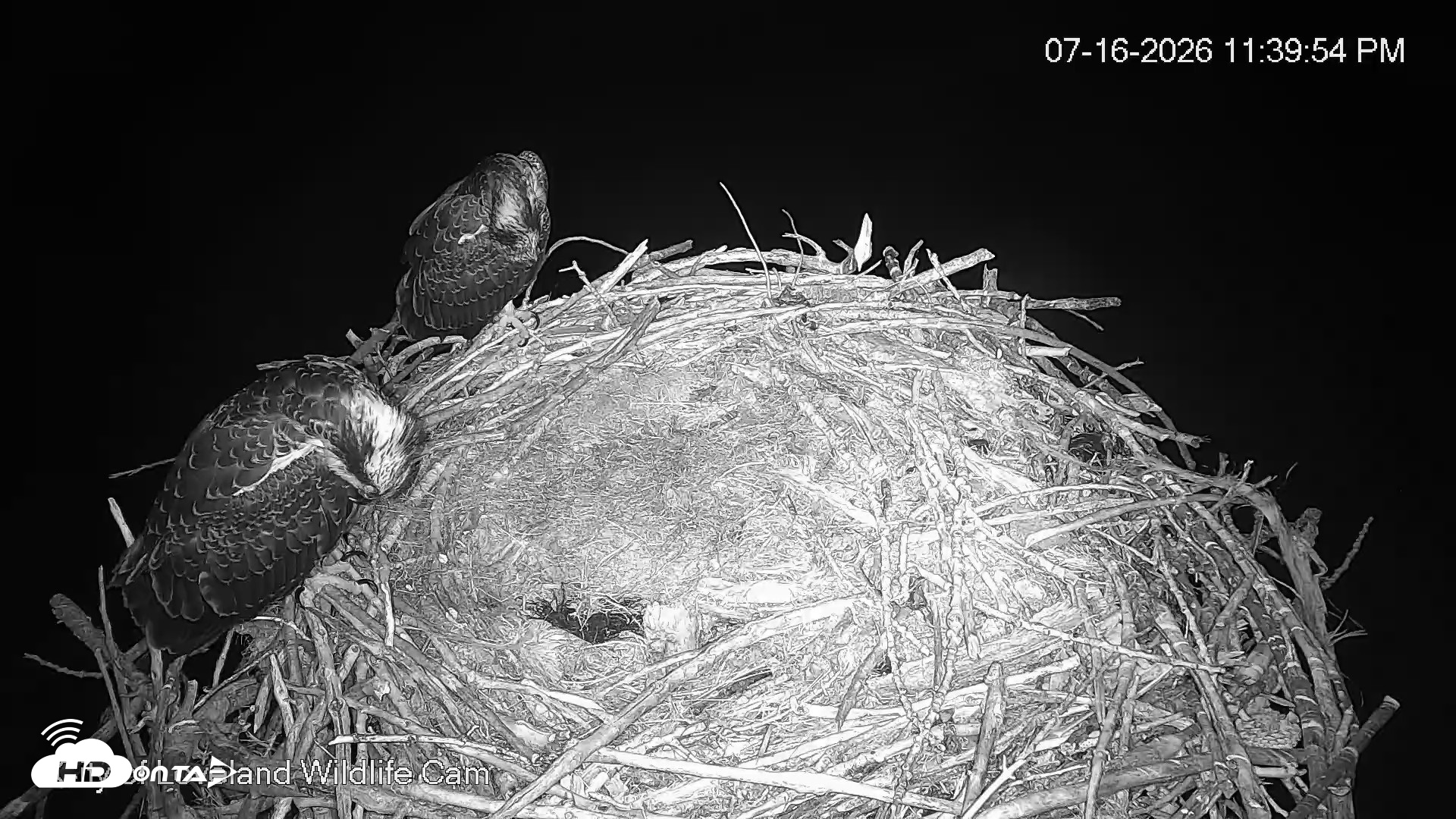 Snapshot of City of Loveland Ospreys Live Cam taken Jul 16, 2026, 11:40pm MDT