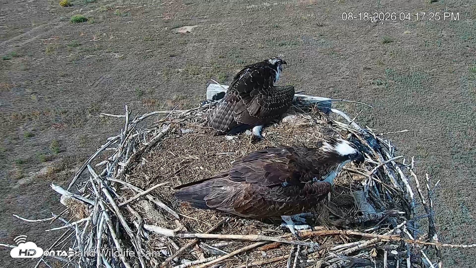 Snapshot of City of Loveland Ospreys Live Cam taken Aug 18, 2026, 4:18pm MDT
