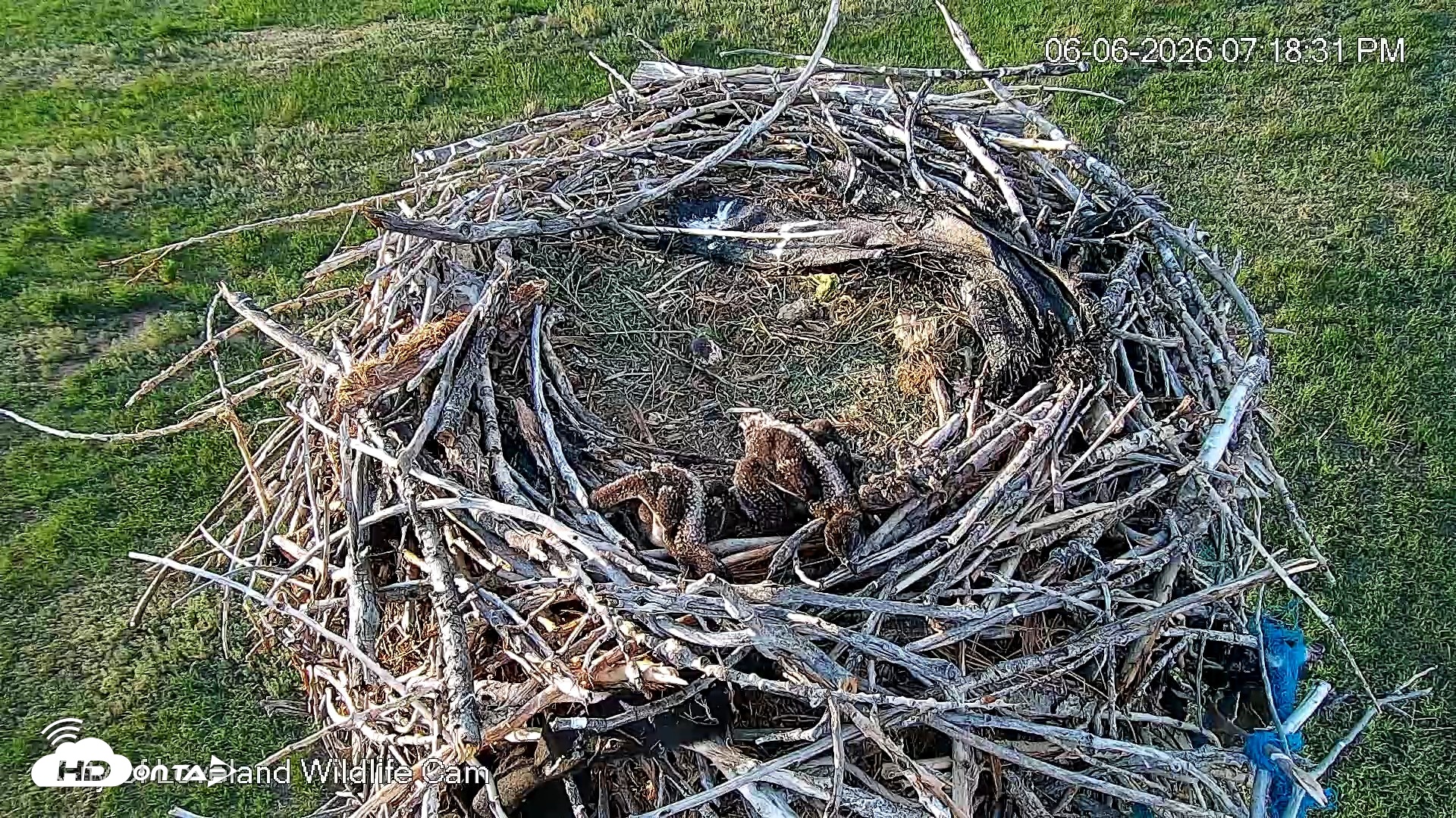 Snapshot of City of Loveland Ospreys Live Cam taken Jun 6, 2026, 7:20pm MDT