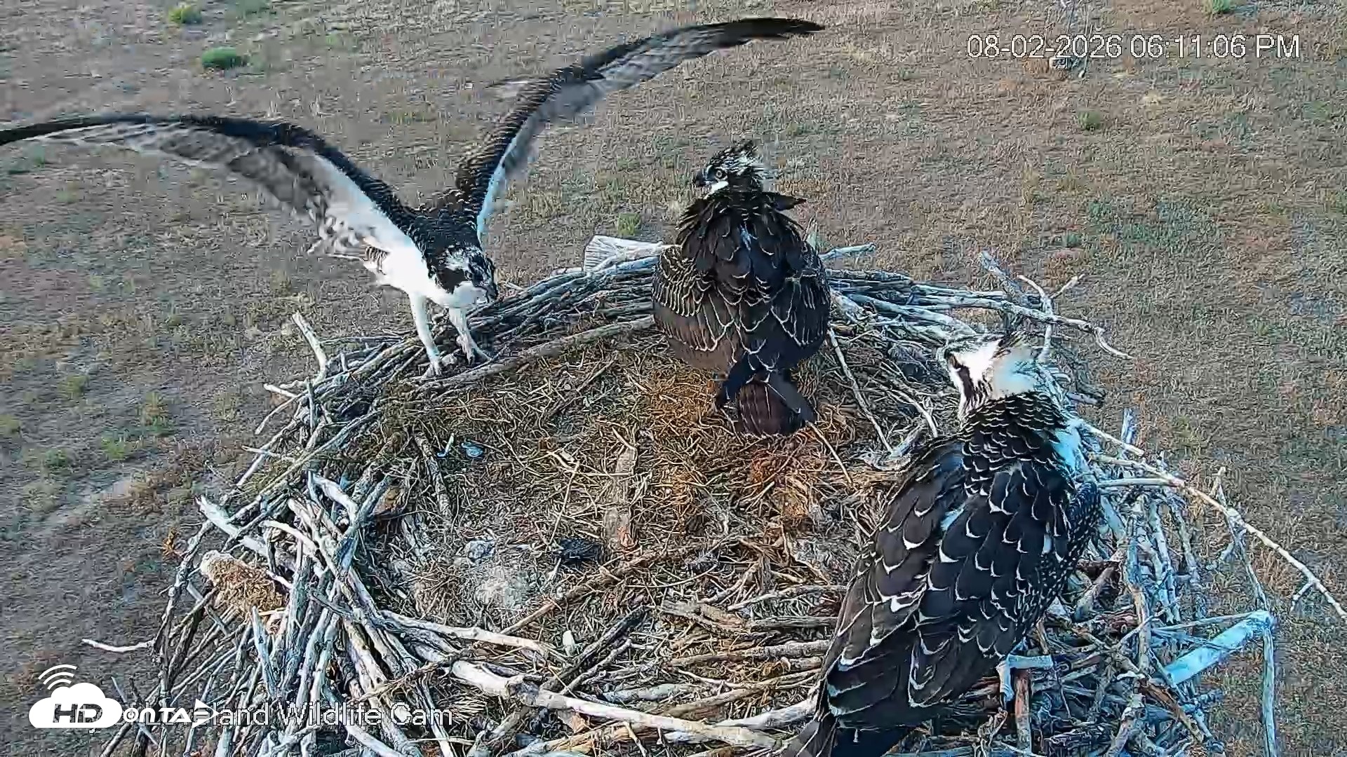 Snapshot of City of Loveland Ospreys Live Cam taken Aug 2, 2026, 6:11pm MDT