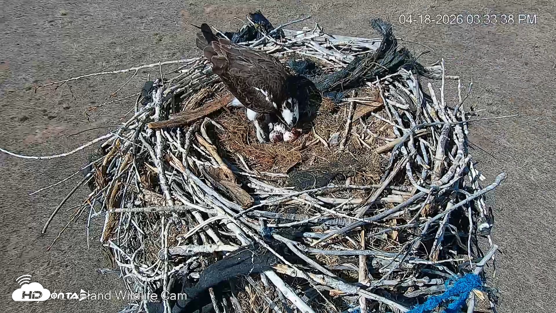 Snapshot of City of Loveland Ospreys Live Cam taken Apr 18, 2026, 3:35pm MDT