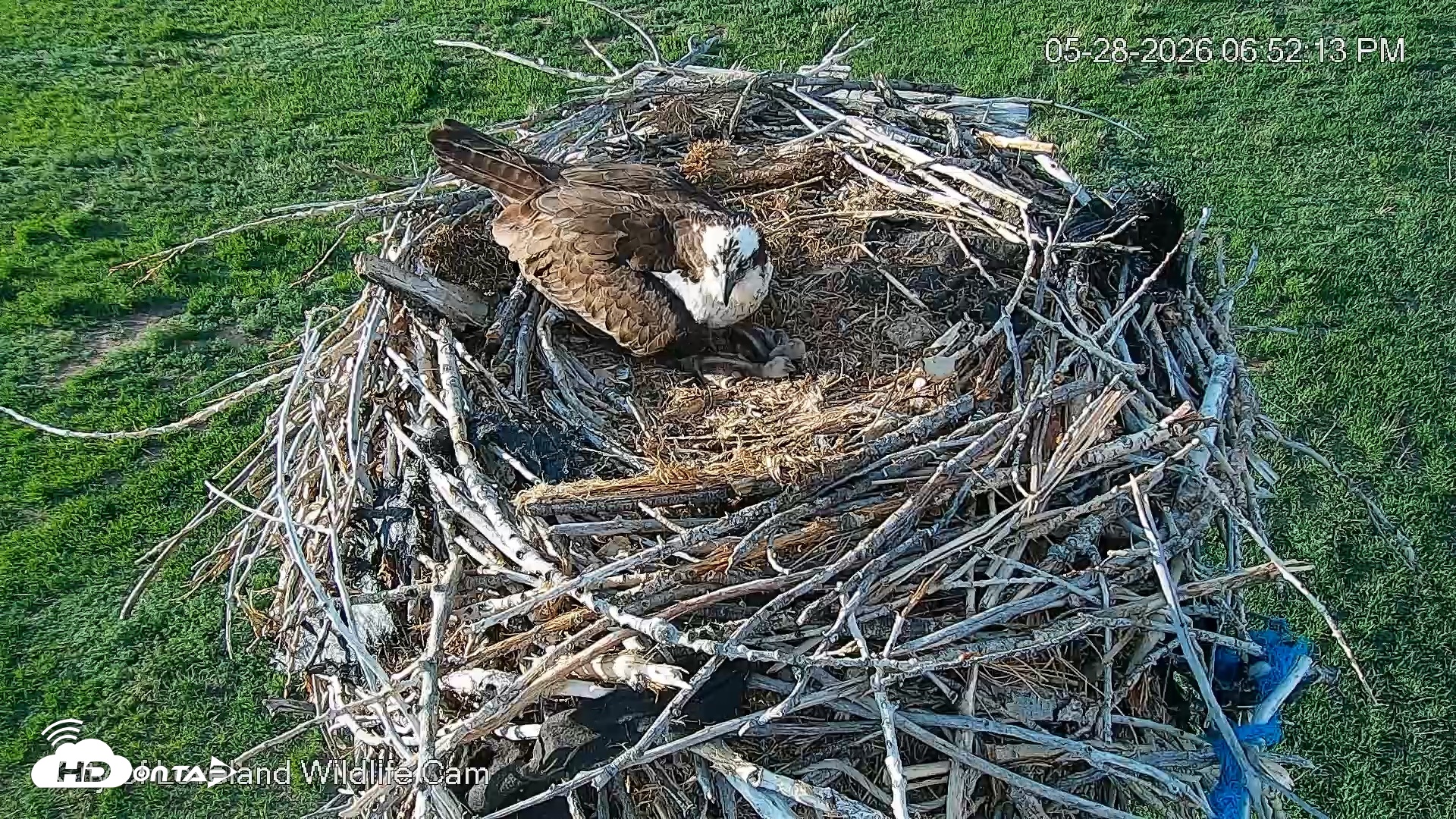 Snapshot of City of Loveland Ospreys Live Cam taken May 28, 2026, 6:52pm MDT