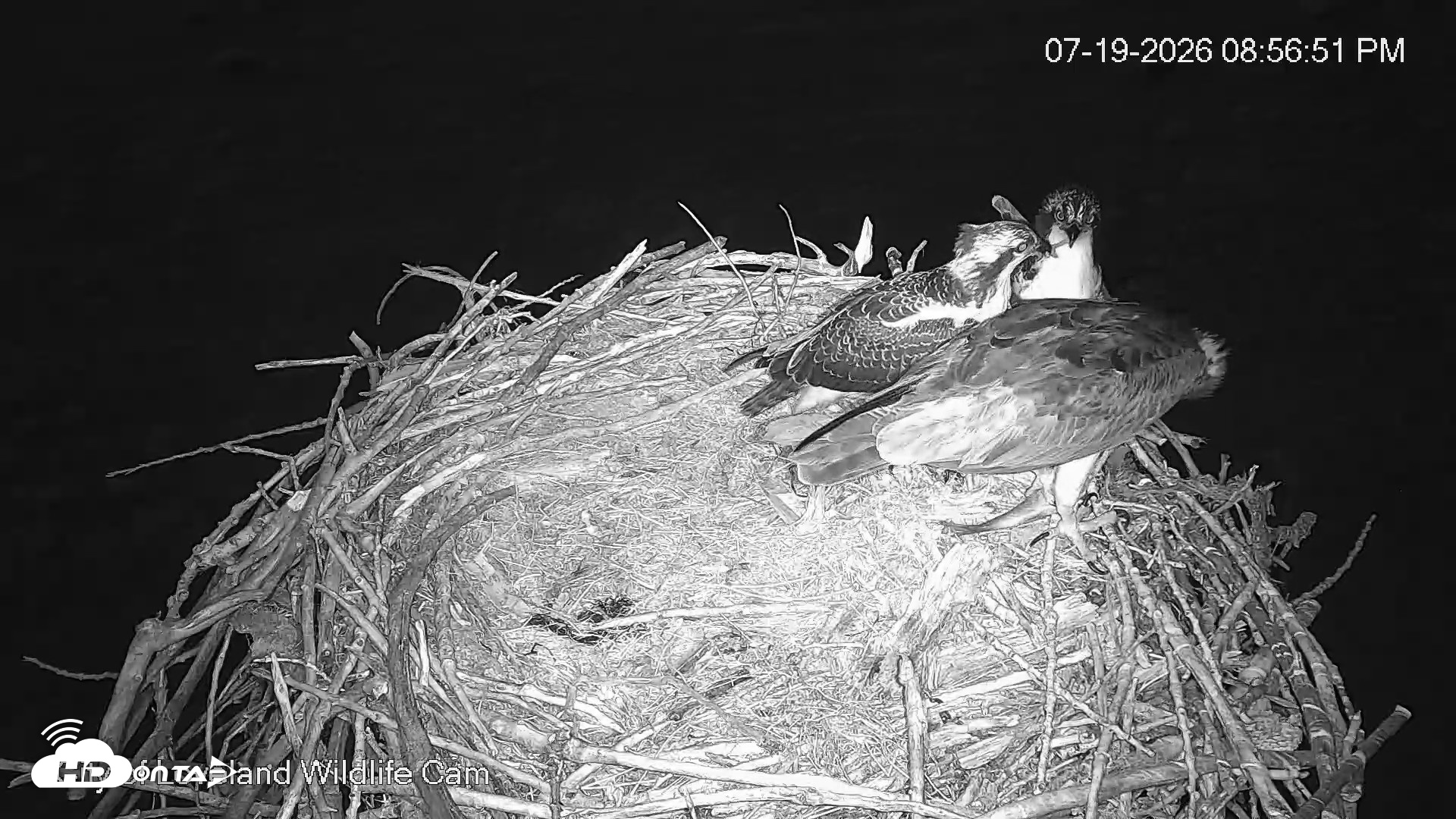 Snapshot of City of Loveland Ospreys Live Cam taken Jul 19, 2026, 8:57pm MDT