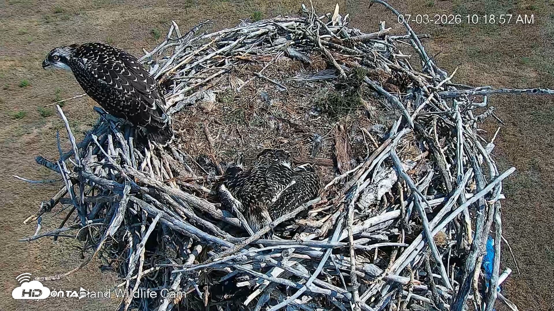 Snapshot of City of Loveland Ospreys Live Cam taken Jul 3, 2026, 10:19am MDT
