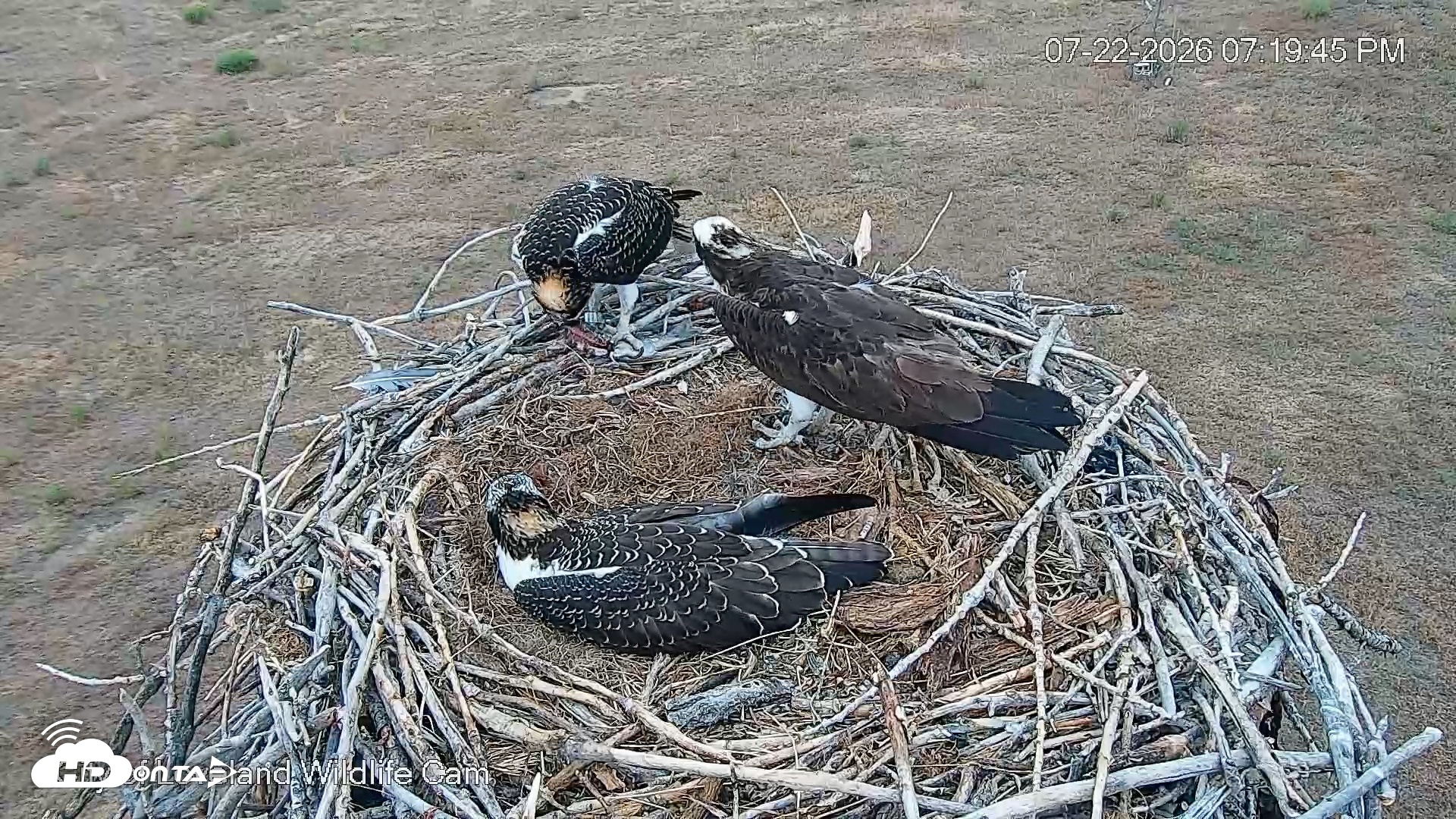 Snapshot of City of Loveland Ospreys Live Cam taken Jul 22, 2026, 7:20pm MDT